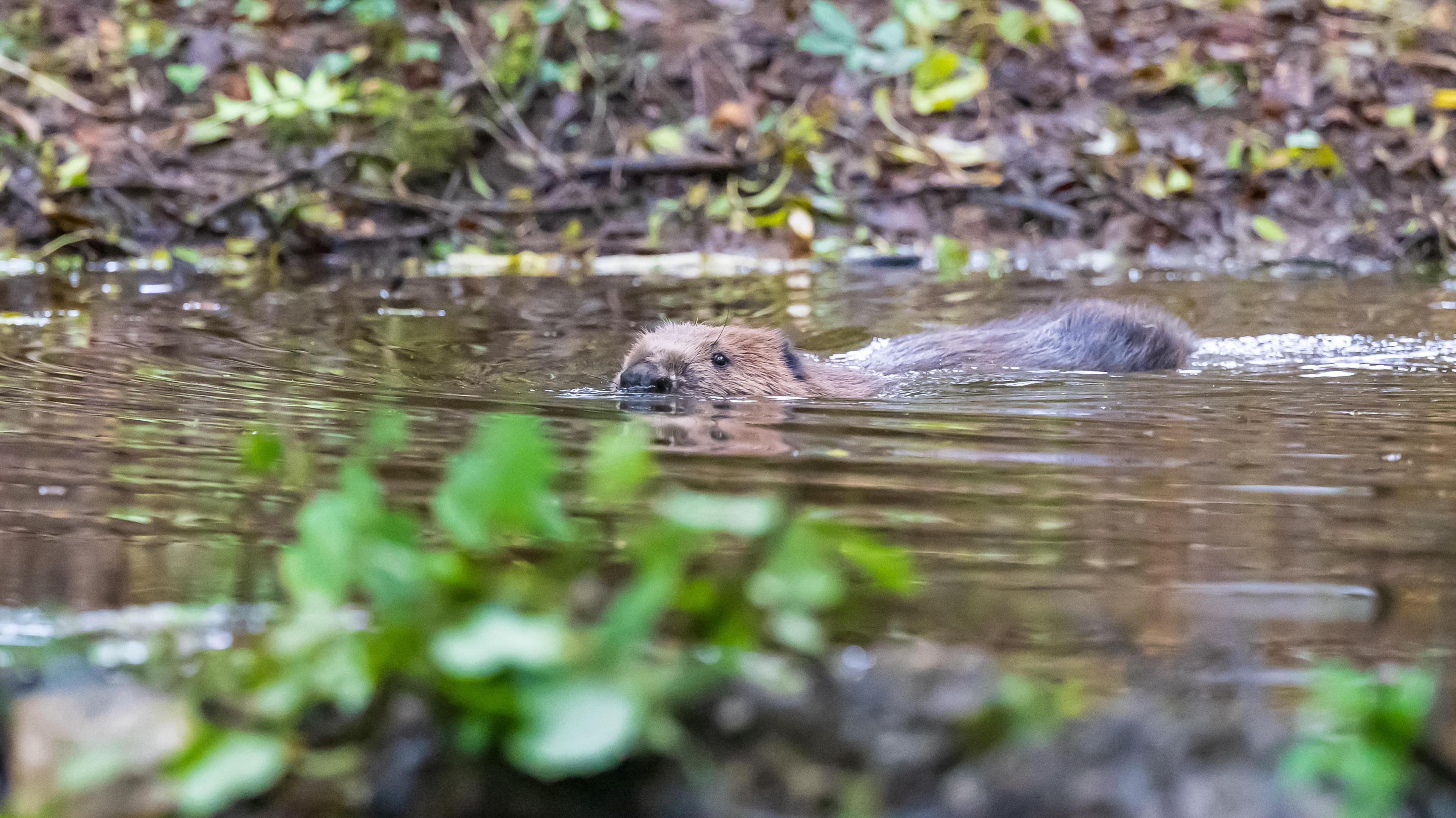A beaver swimming through water. There is a muddy bank behind the beaver, and green leaves in the foreground.