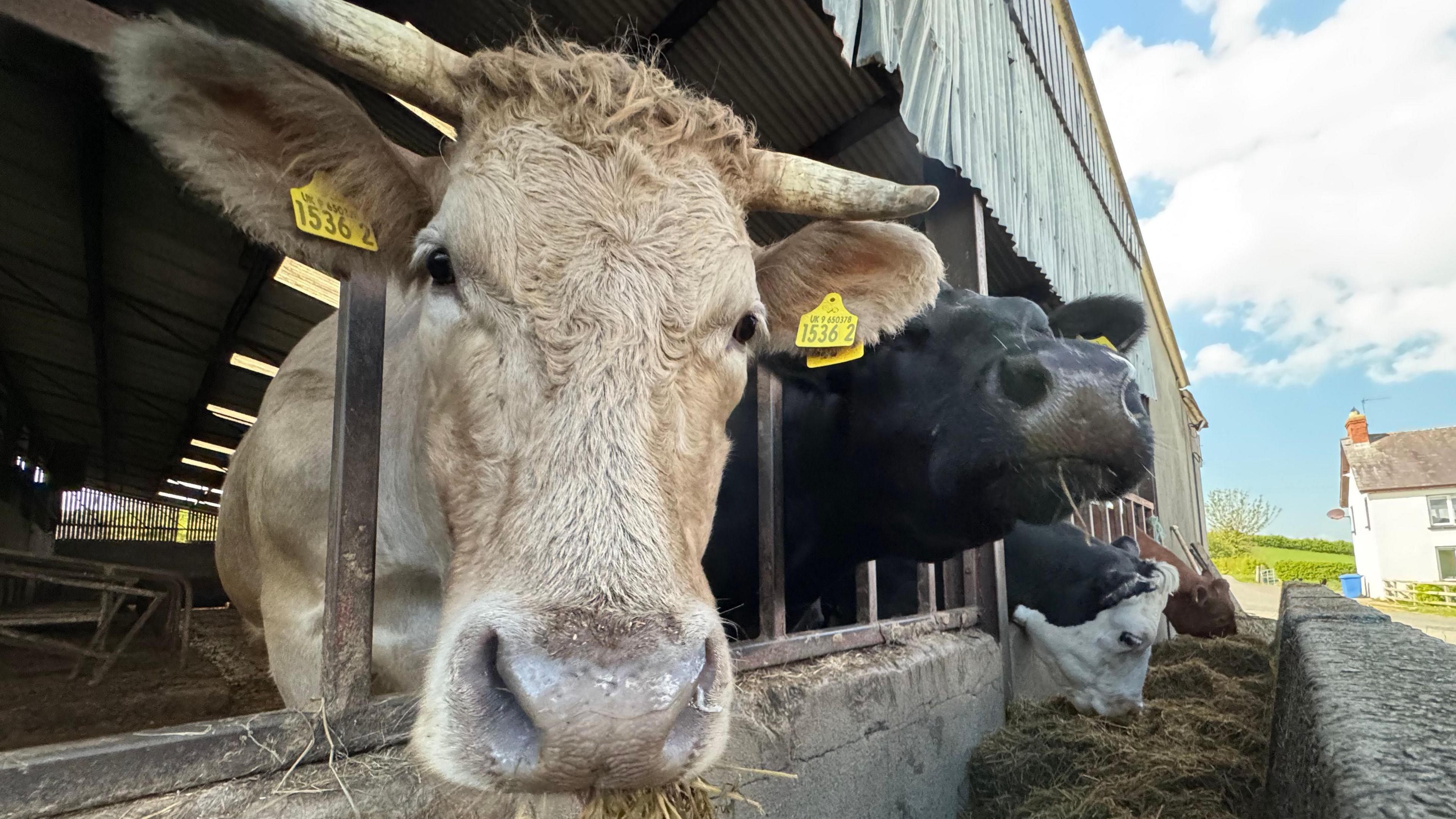 Three cows poking their heads out of a shed. The cow in the foreground is a very light tan colour and is looking at the camera. It has yellow tags in its ears and horns protruding from the side of its head. The cow behind is black and is sticking its head out straight. The third cow is in the background is black and white and has its head down eating silage. 