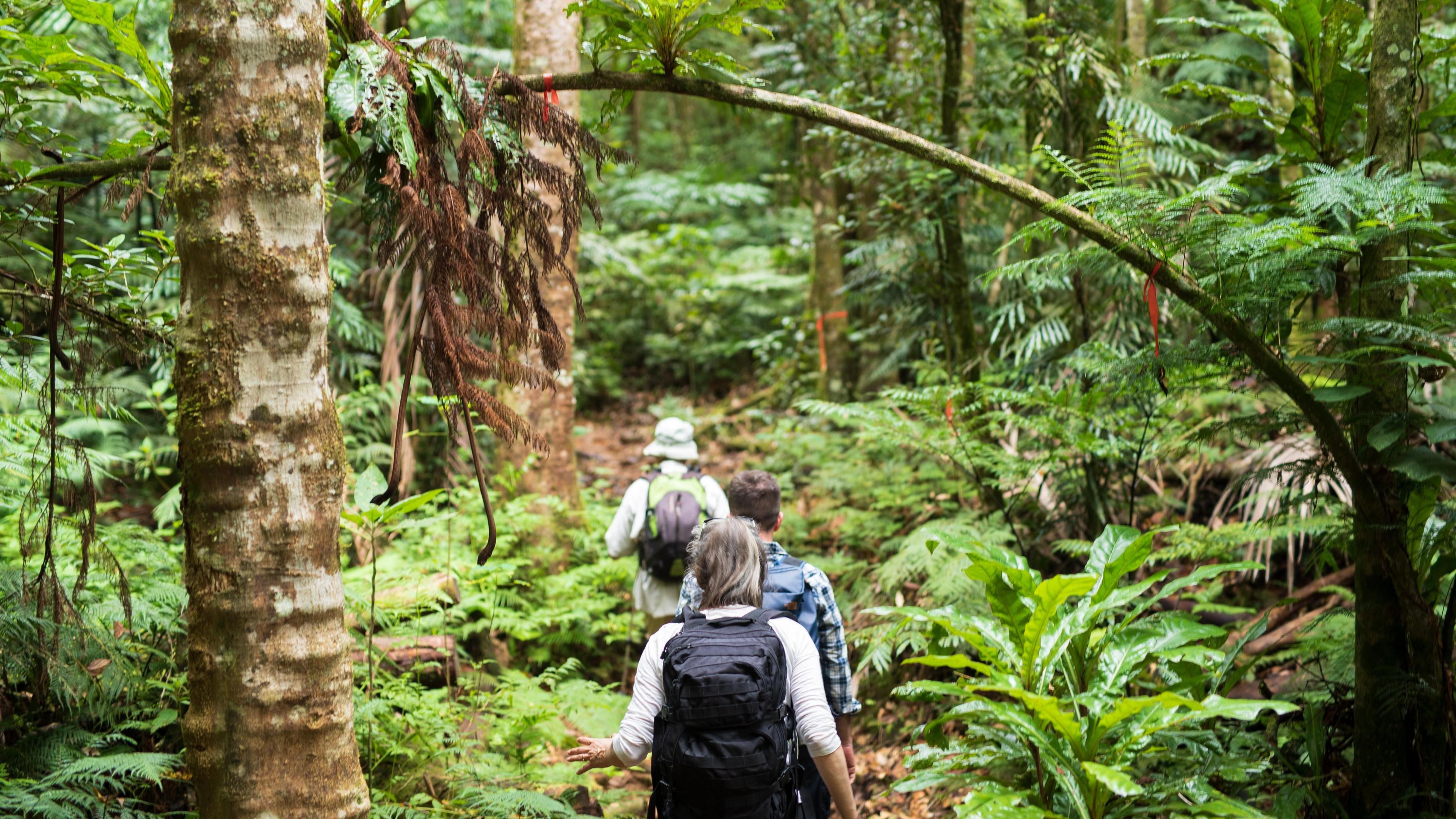 Botanists collecting specimens in New Caledonia