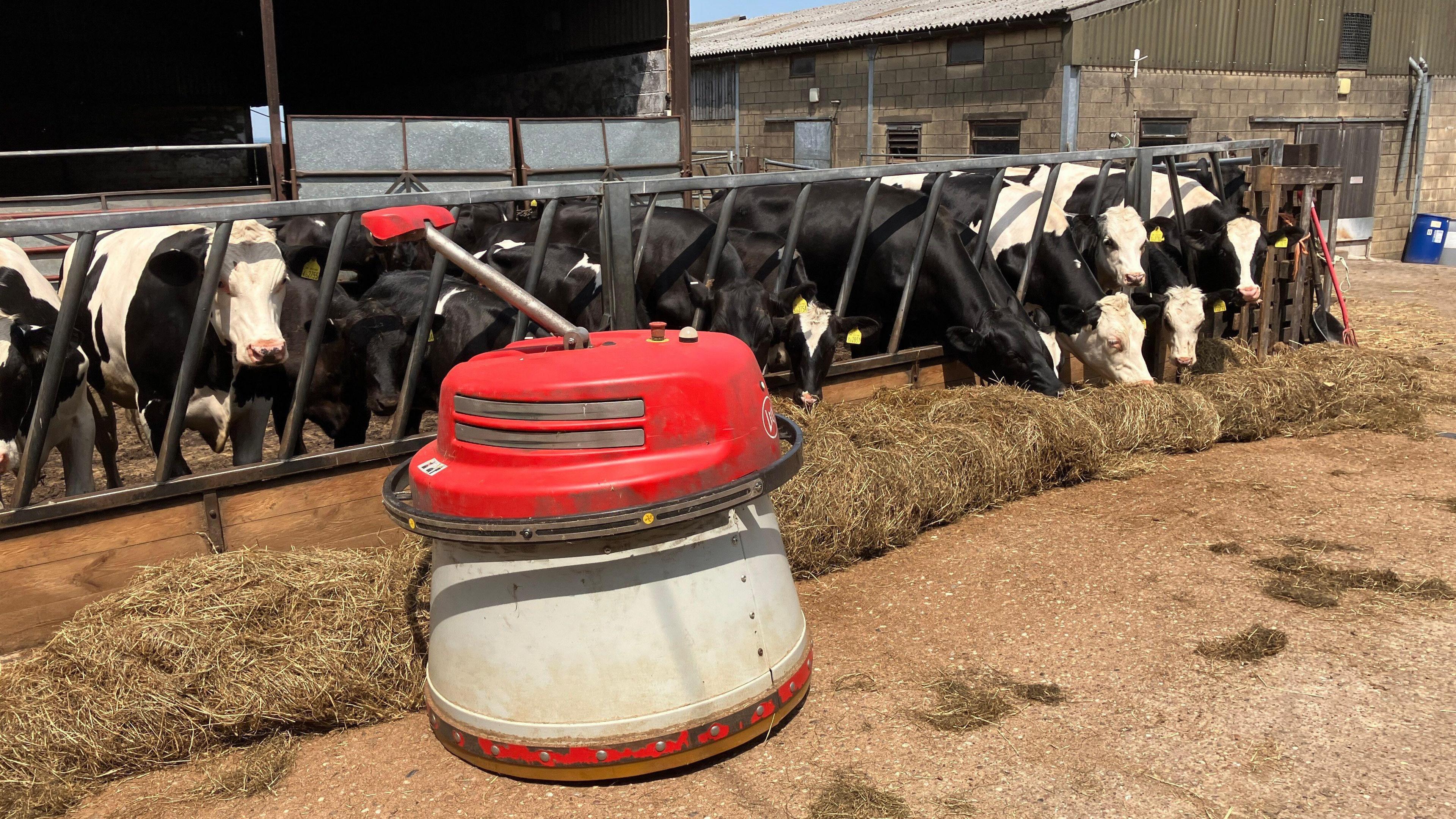 Cows behind a feeding fence look at a small red and white robot, as it pushes their feed towards them. 