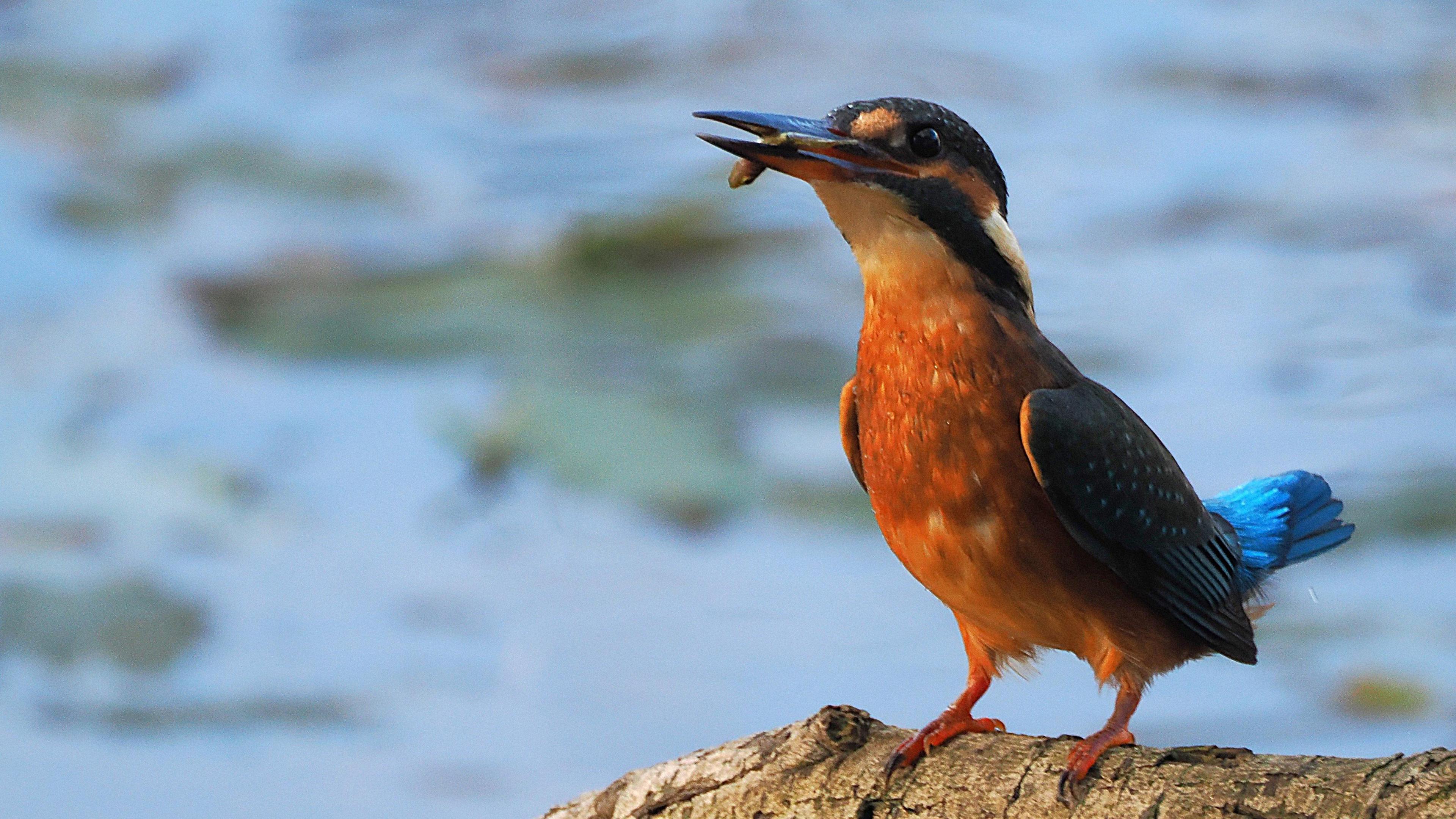 A kingfisher stands on a branch with a worm in its beak. The kingfisher is multi-coloured. Its body is orange. It has a blue tail. Its face has orange, a dark blue and lighter tones. It is standing on a light-coloured branch.