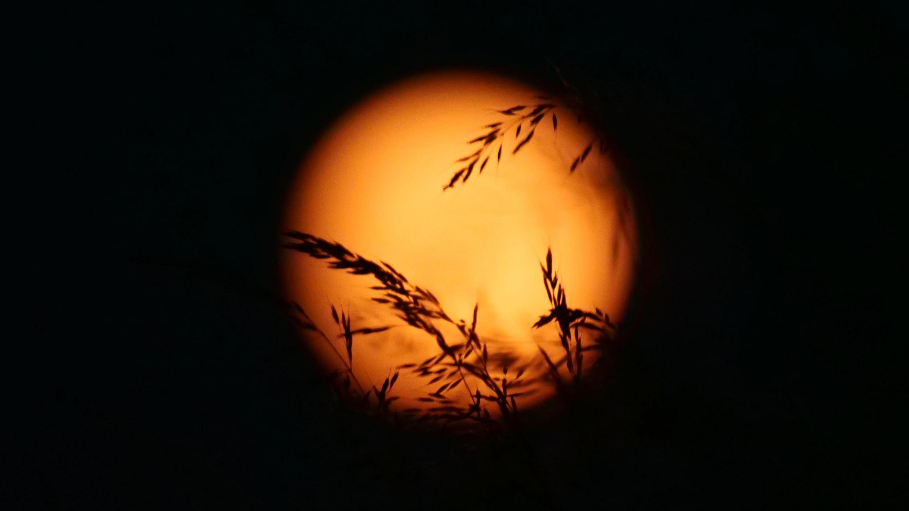 The Strawberry Moon in St Erme, Cornwall - it is out of focus and has wheat silhouetted over it