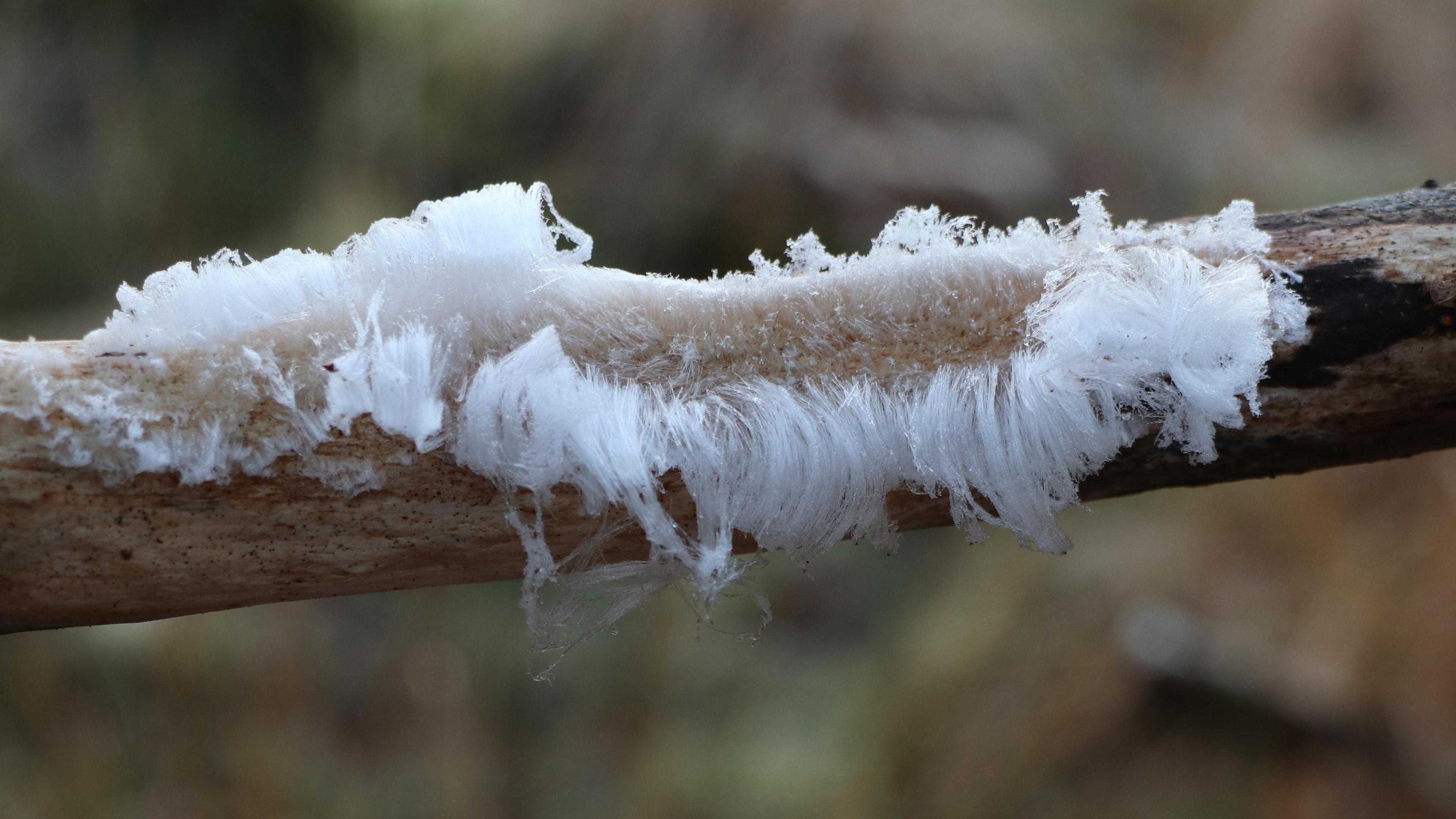 White hair ice on a tree branch
