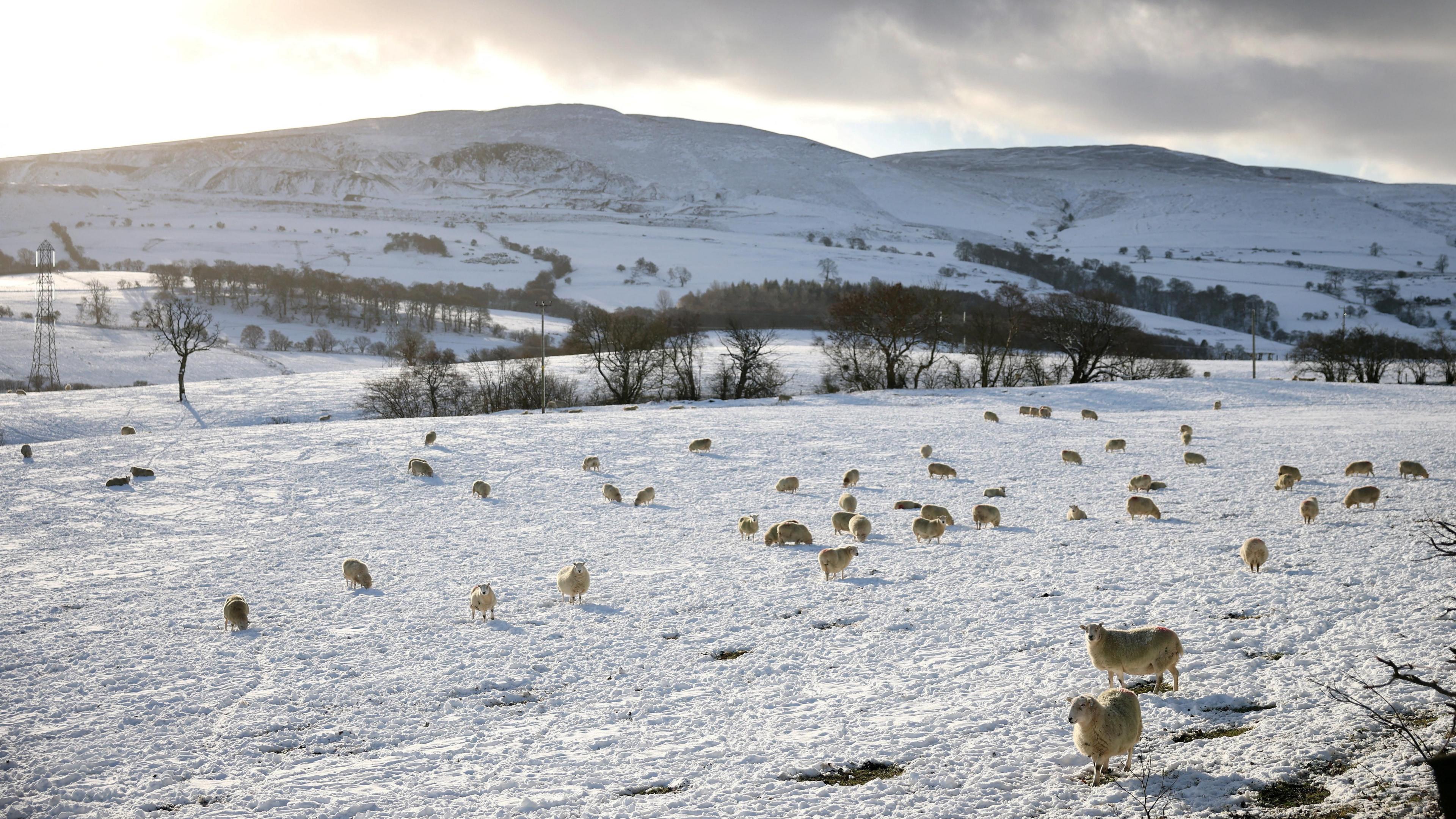 Llun o ddefaid mewn cae yn llawn eira