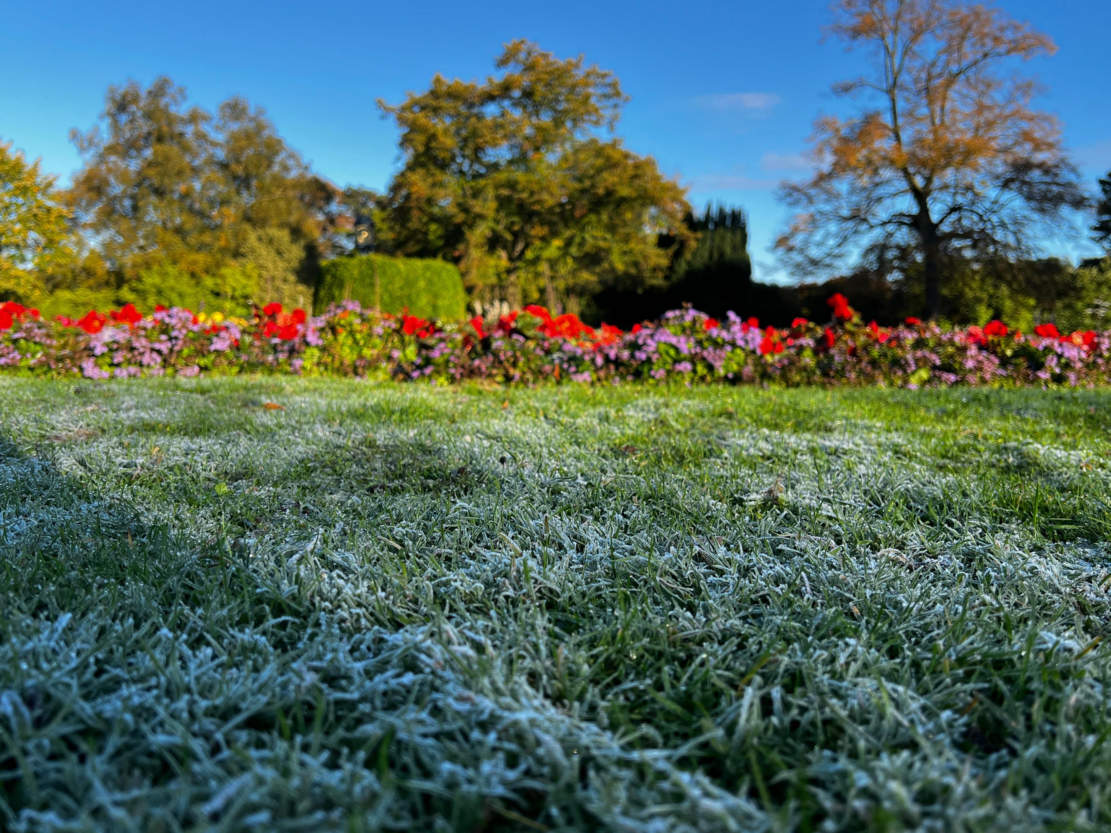 Frost-capped grass in the foreground of a garden, with a flower bed behind filled with red and purple blooms. Trees and a deep blue sky fill the background.