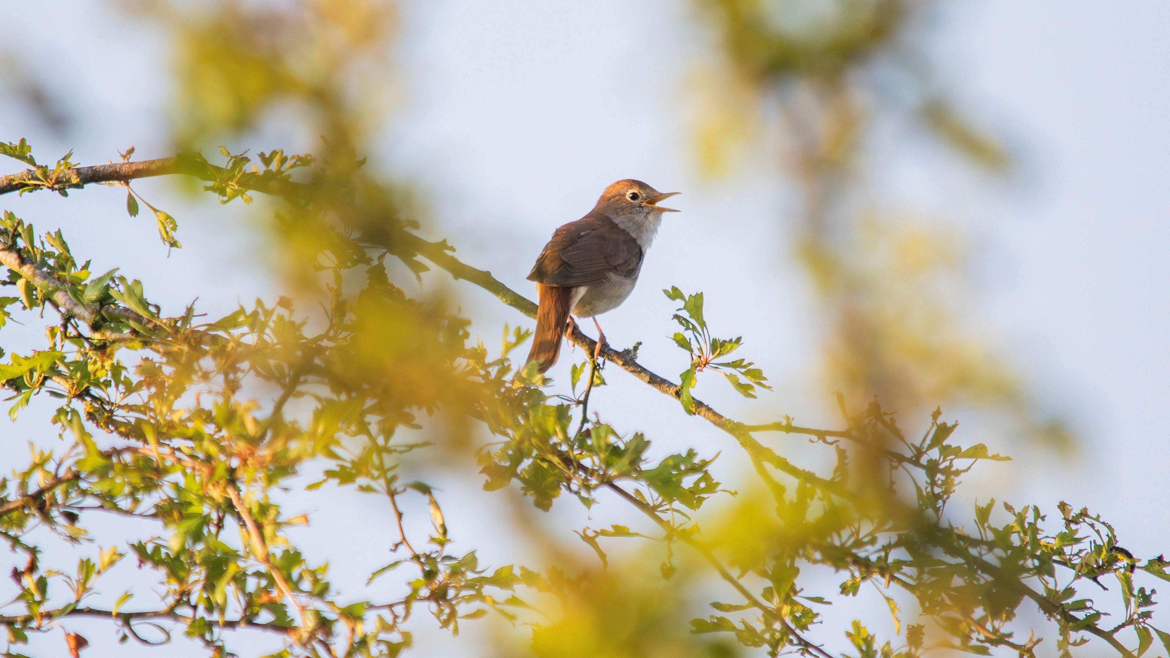 A nightingale with its beak open while perched on a tree branch. It has a predominantly brown coat with a few grey areas. The branch it is perched on has green leaves.