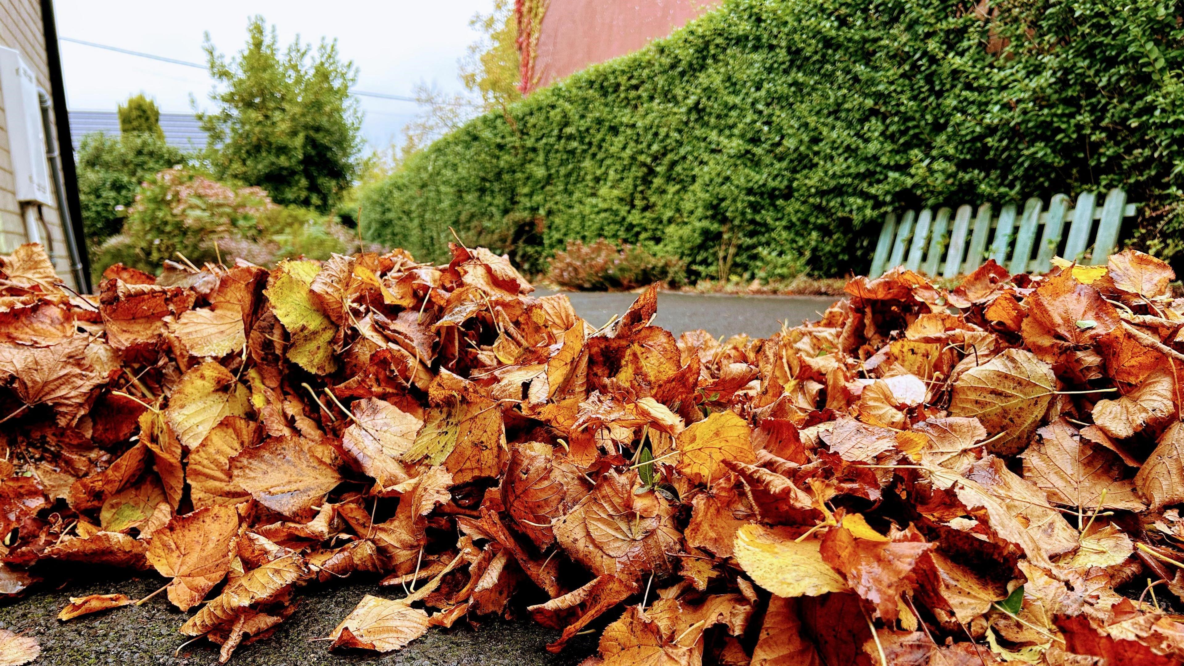 A pile of red leaves on the side of a road. A green hedge is in the background along with a discarded piece of fence in a blue colour.