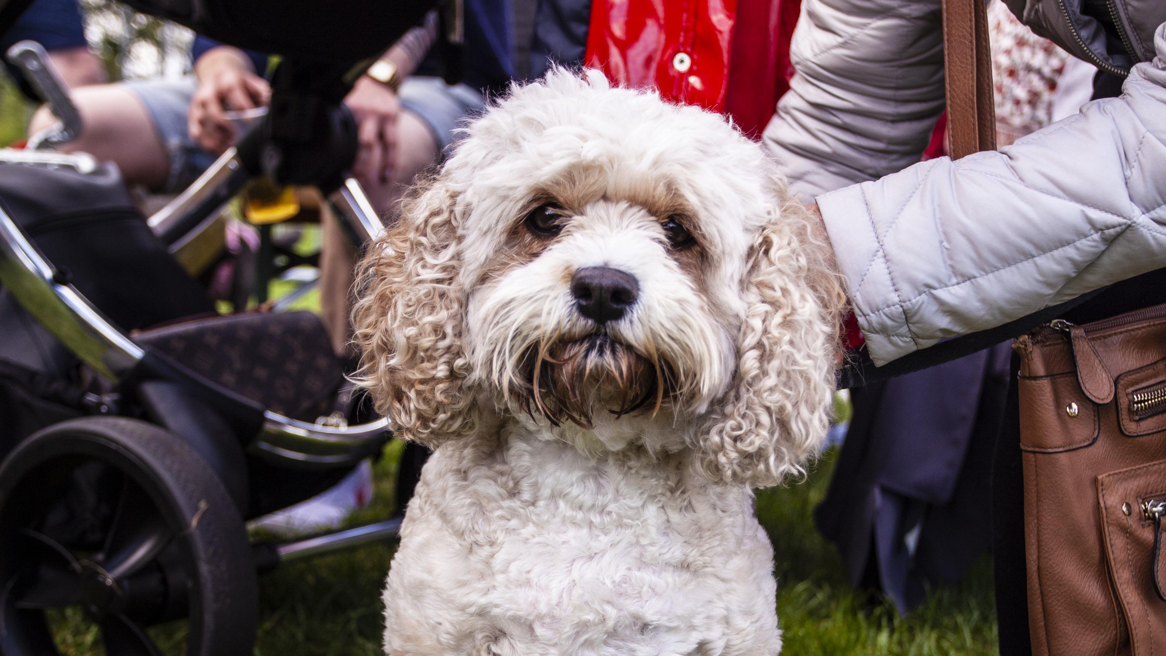 A close up of a small white poodle-cross dog outside at a dining club event with a pushchair in the background.