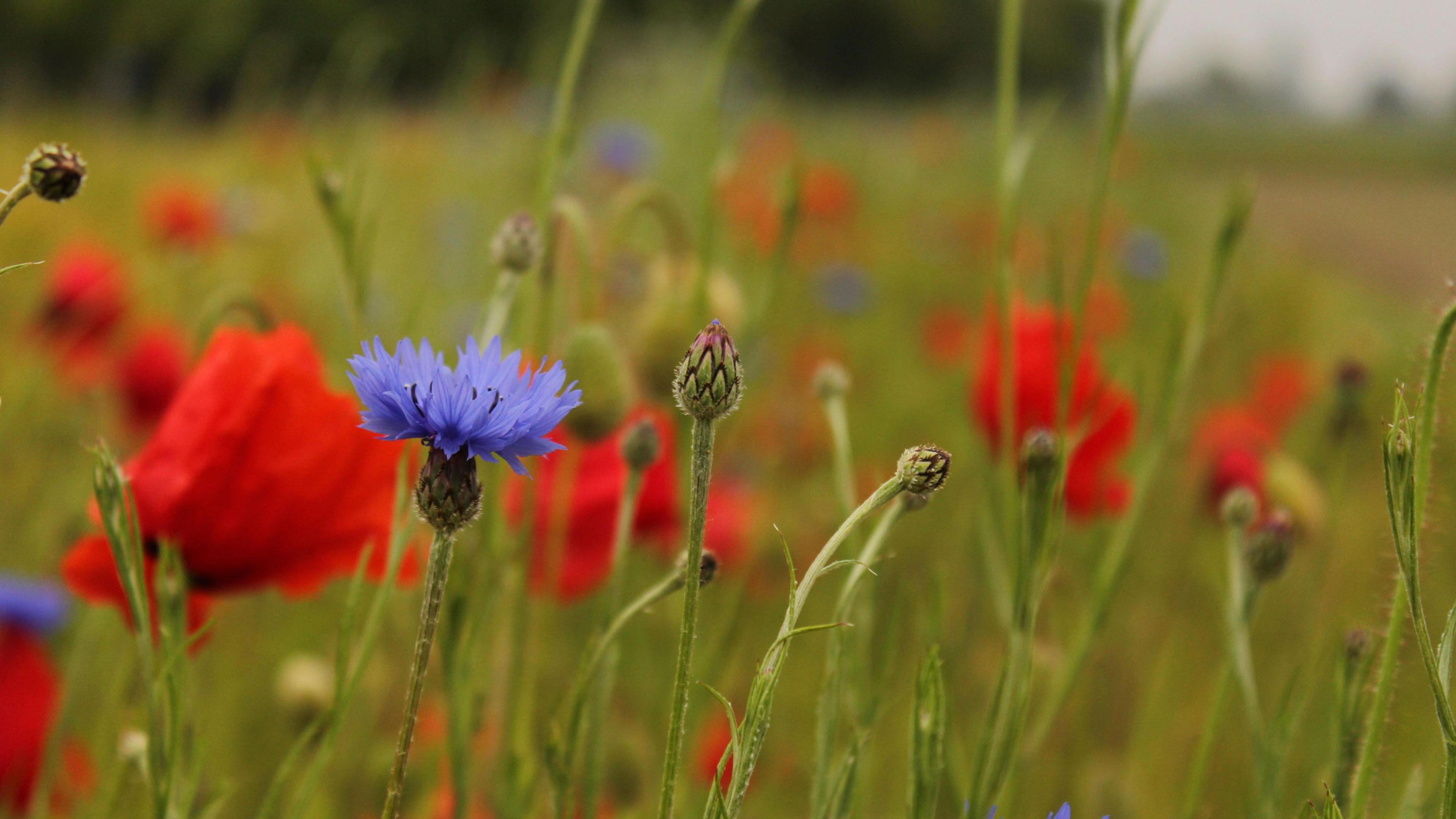 Wildflowers in a Lincolnshire farm