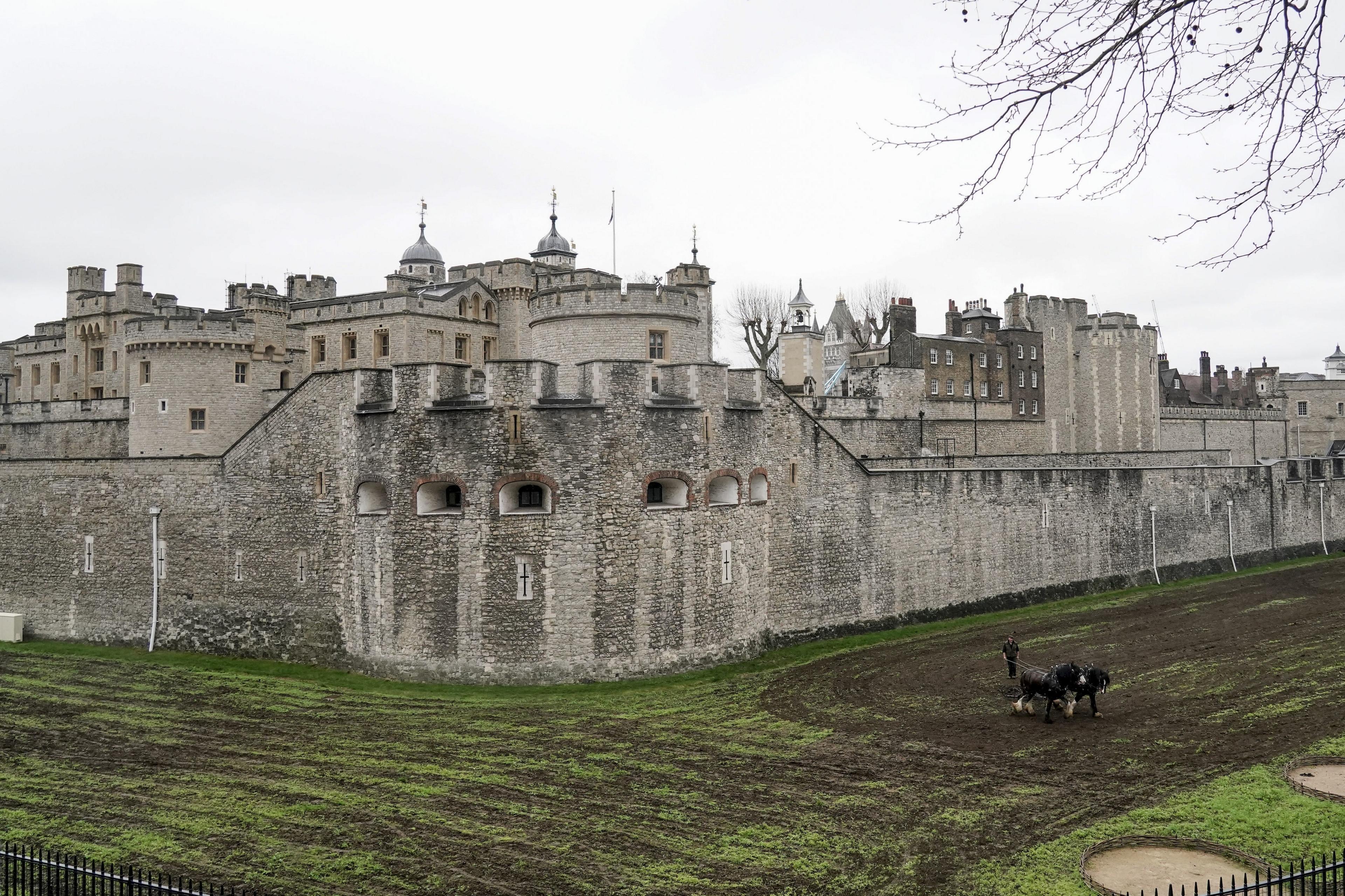 Shire horses called William and Joey from Hampton Court Palace, plough the moat at the Tower of London