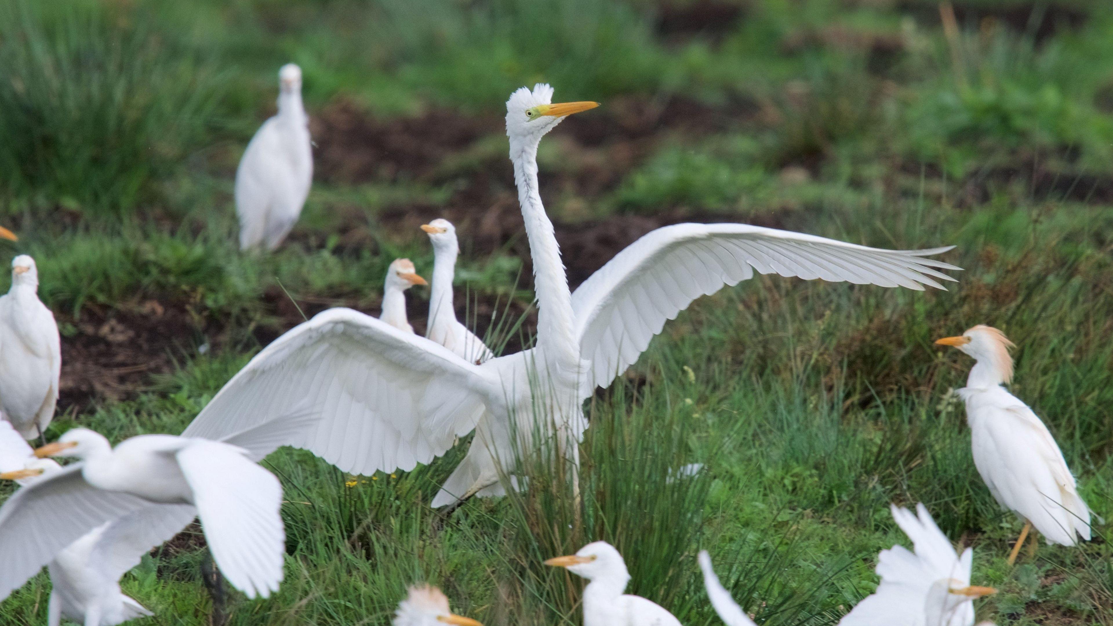 A photo of Egrets gathered on a green marshy piece of land at Catcott Nature Reserve.