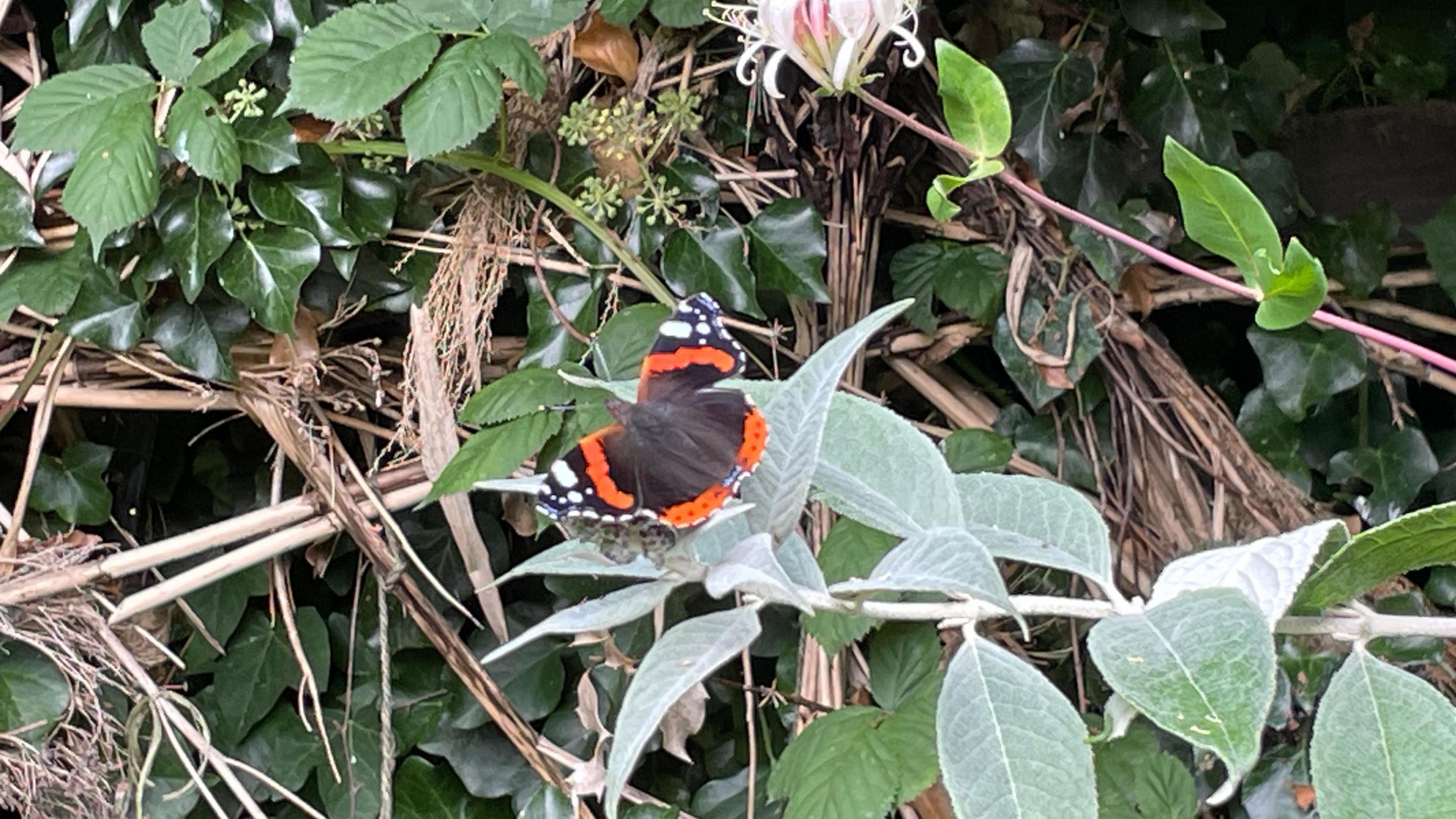 A black butterfly with orange stripes and white spots on the tips of its wings rests on a green leaf. Beneath it is a thicket of other leaves and twigs. 