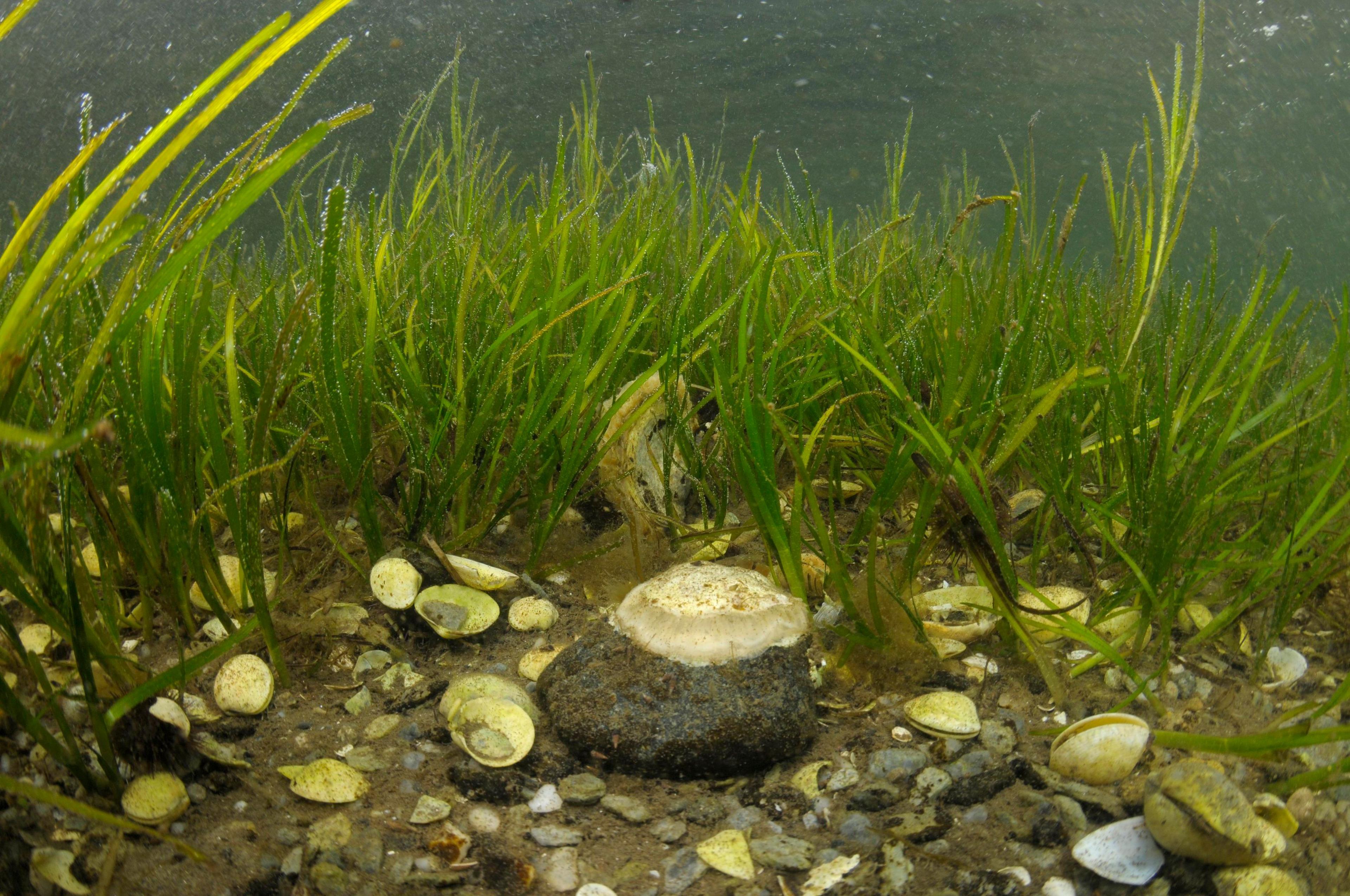 A shallow water seagrass (Zostera marina) bed with bivalve shells and native oysters (Ostrea edulis) in Loch Sween