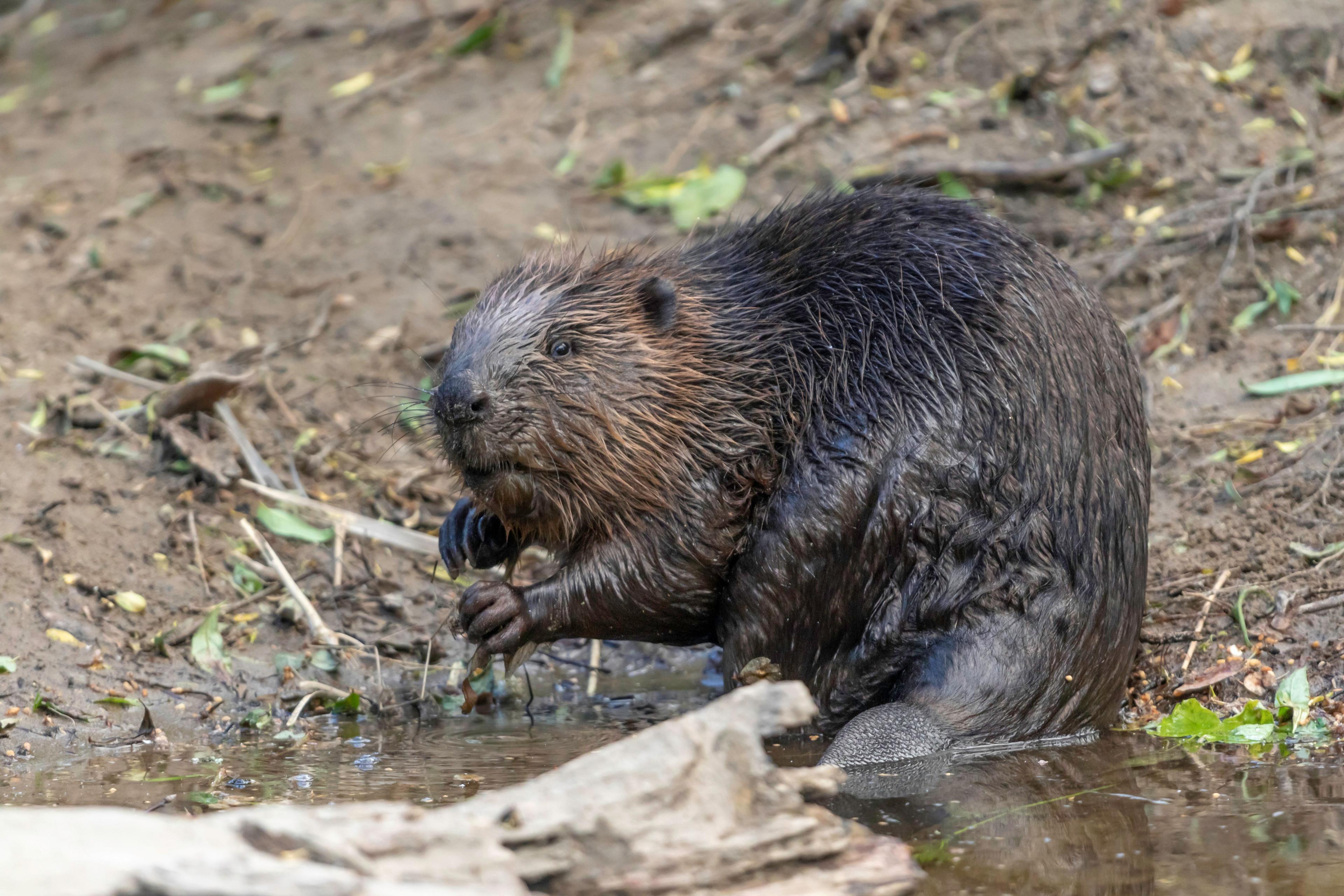 A wild beaver on the River Tay in Scotland. It's standing on its haunches knee deep in river water just beside the bank.