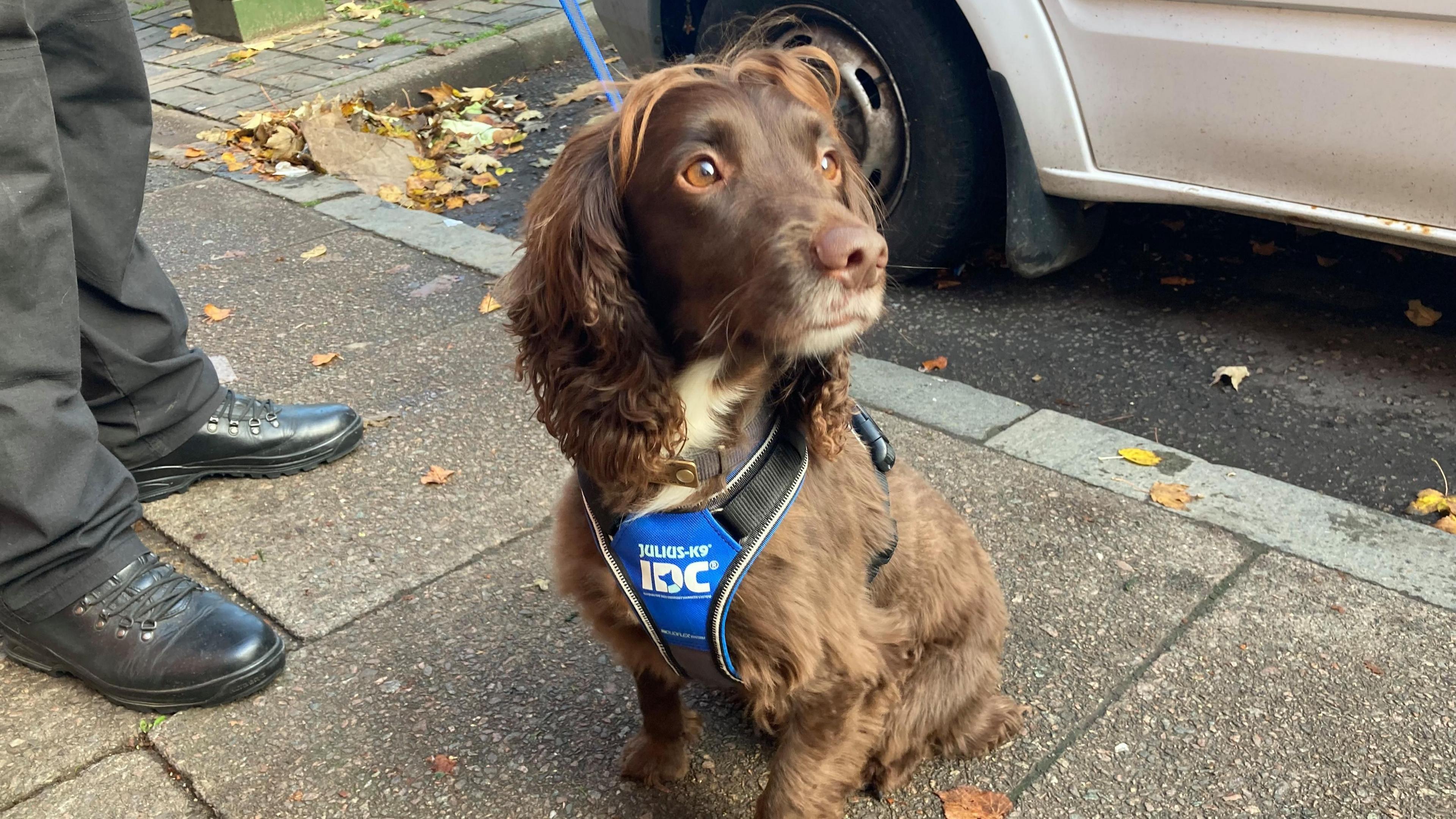 Bonnie, a chocolate-brown sprocker spaniel, sits on the pavement and looks into the distance. She is wearing a blue harness and her handlers' black boots and trousers can be seen beside her. She is in front of a white car or van.
