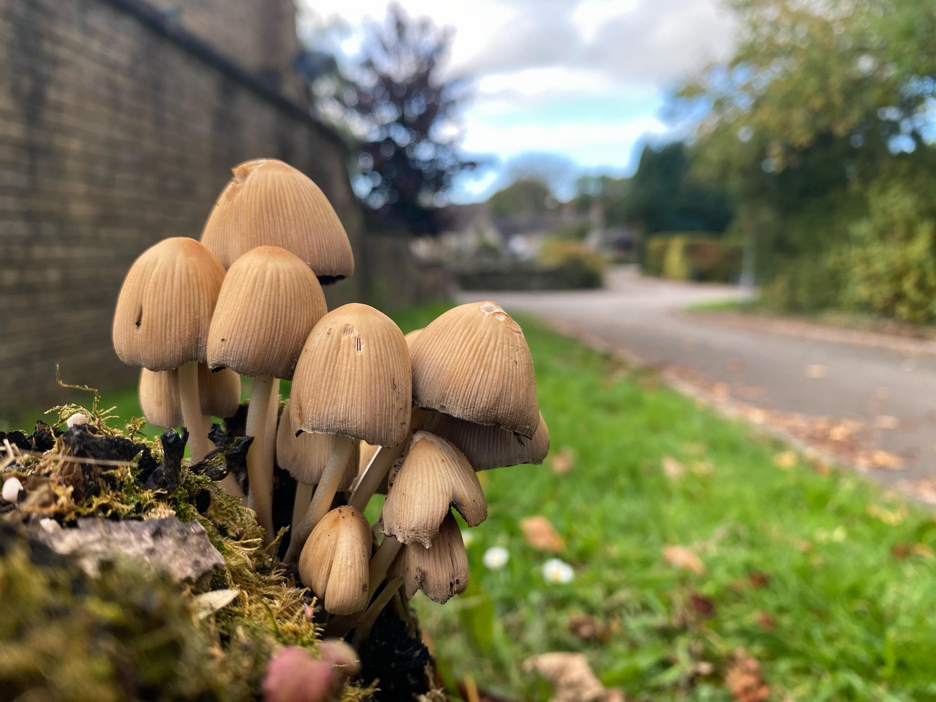 A cluster of light-coloured mushrooms growing from a mossy stump on a grass verge. In the background, a high brick wall and country lane are visible.  