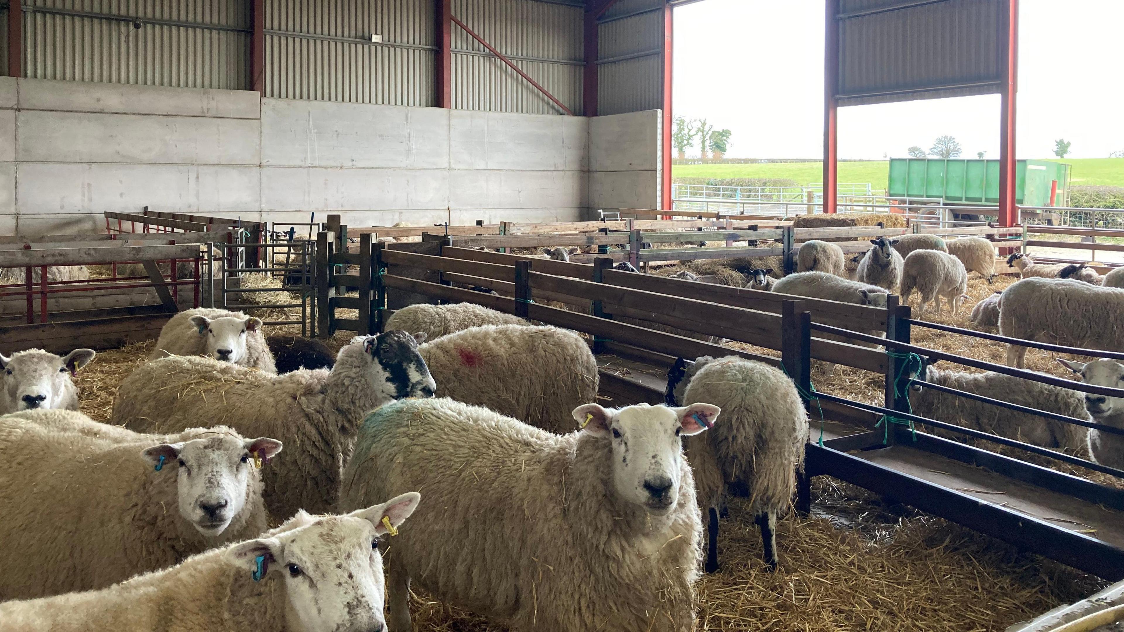 A number of sheep in pens with hay on the floor in an open barn