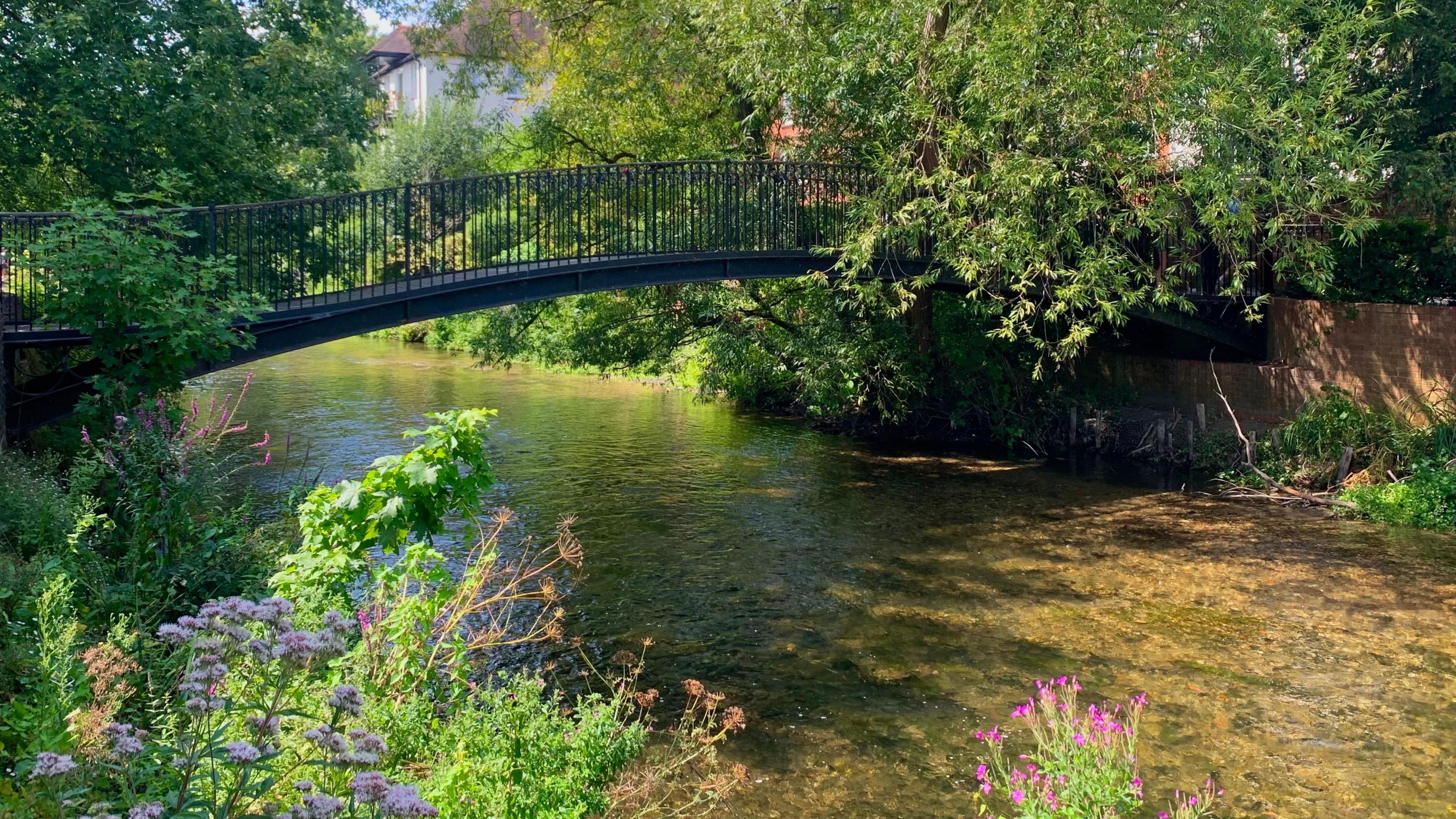 A river with a curved metal footbridge over it on a sunny day. The water is clear to the bottom, with greenery on either side, including some purple wildflowers.