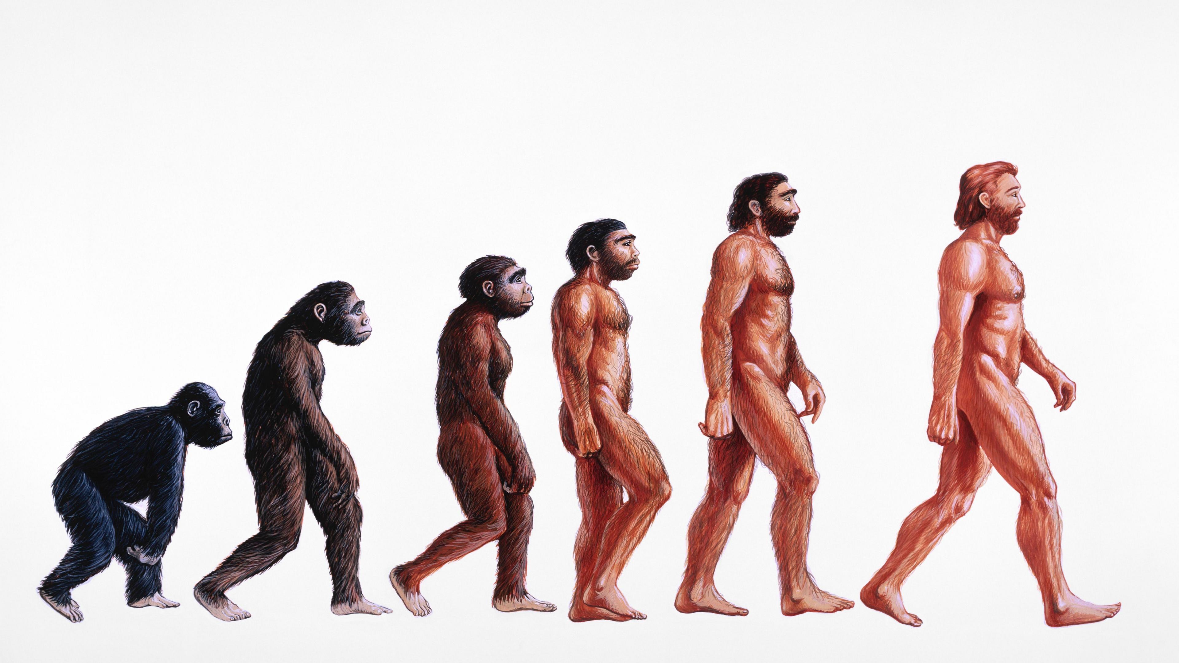 Stages in human evolution, illustration. At left, Proconsul (23-15 million years ago) is shown as an African ape with both primitive and advanced features. From it Australopithecus afarensis (>4- 2.5 Myr BP) evolved and displayed a bipedal, upright gait walking on two legs. Homo habilis (2.5 Myr BP) was truly human ('homo')