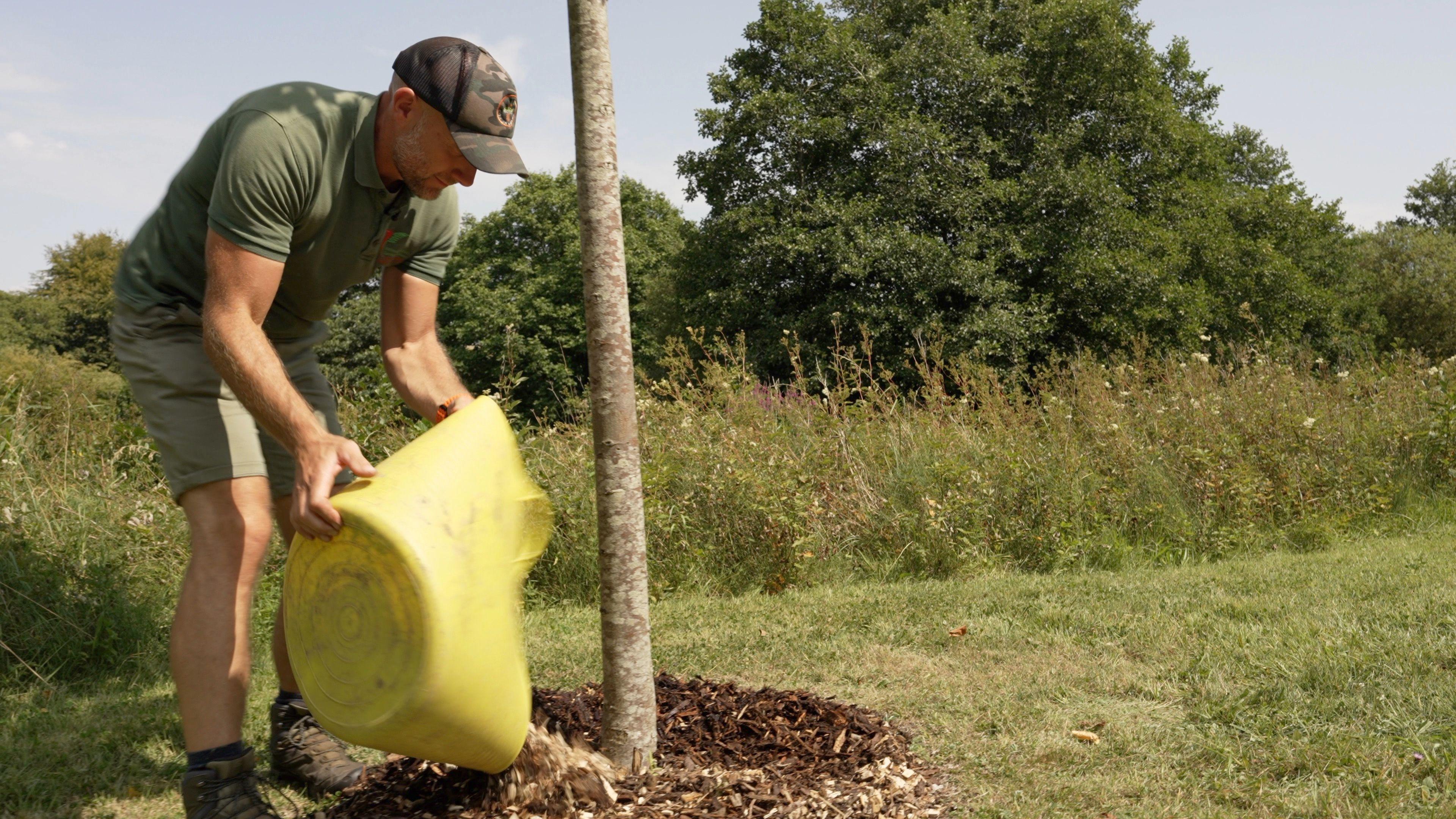 A man wearing green t-shirt and shorts and a cap pours woodchip and organic material in a circle around a young tree, with a large yellow bucket. 