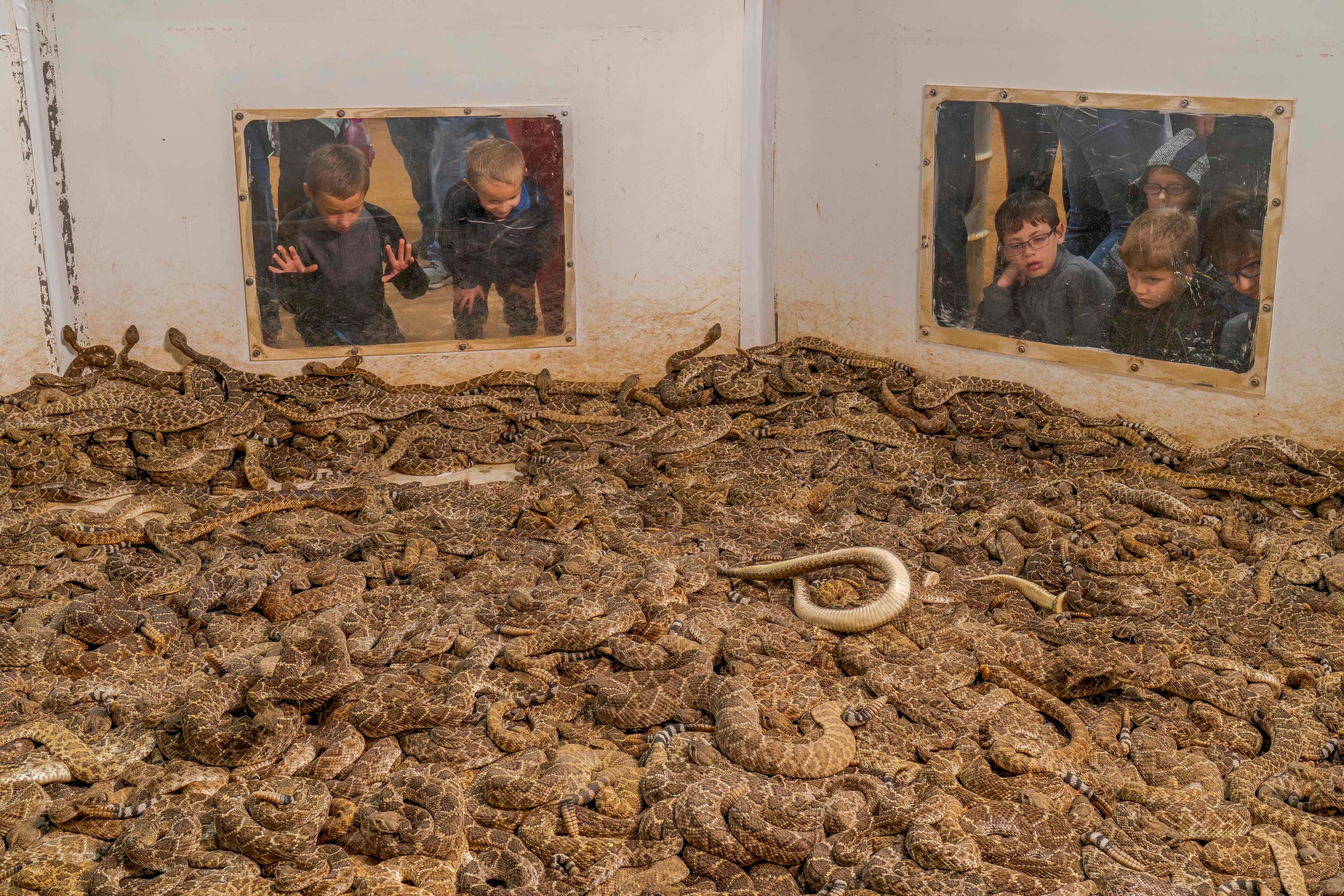 A large enclosure filled with hundreds of western diamondback rattlesnakes, while visitors watch through glass windows.