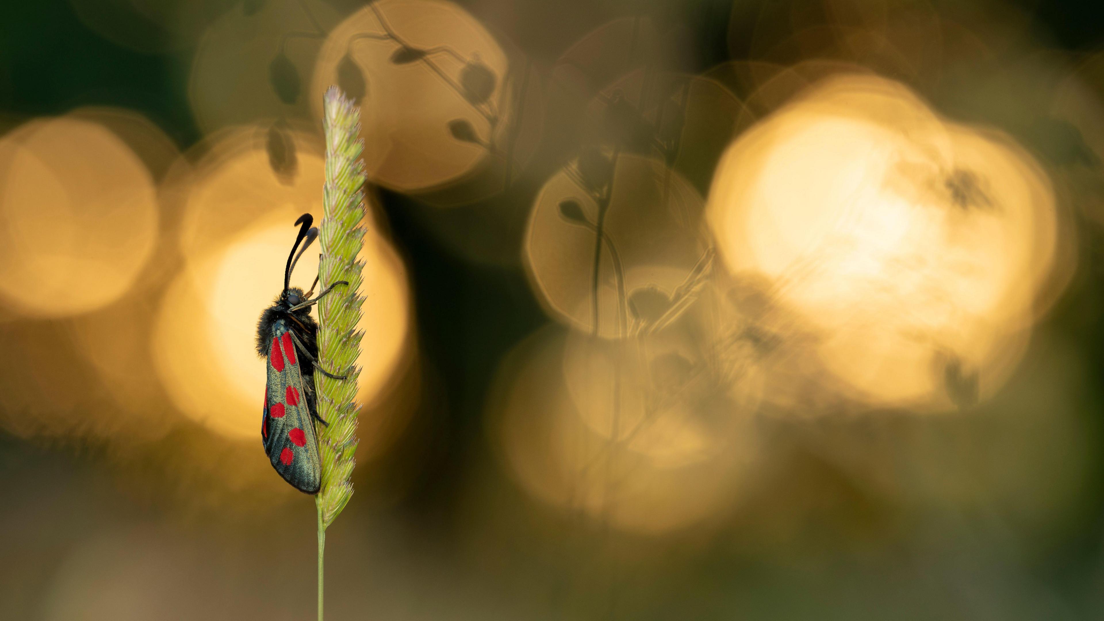 Photograph of a bug by Daniel Callejo Ross