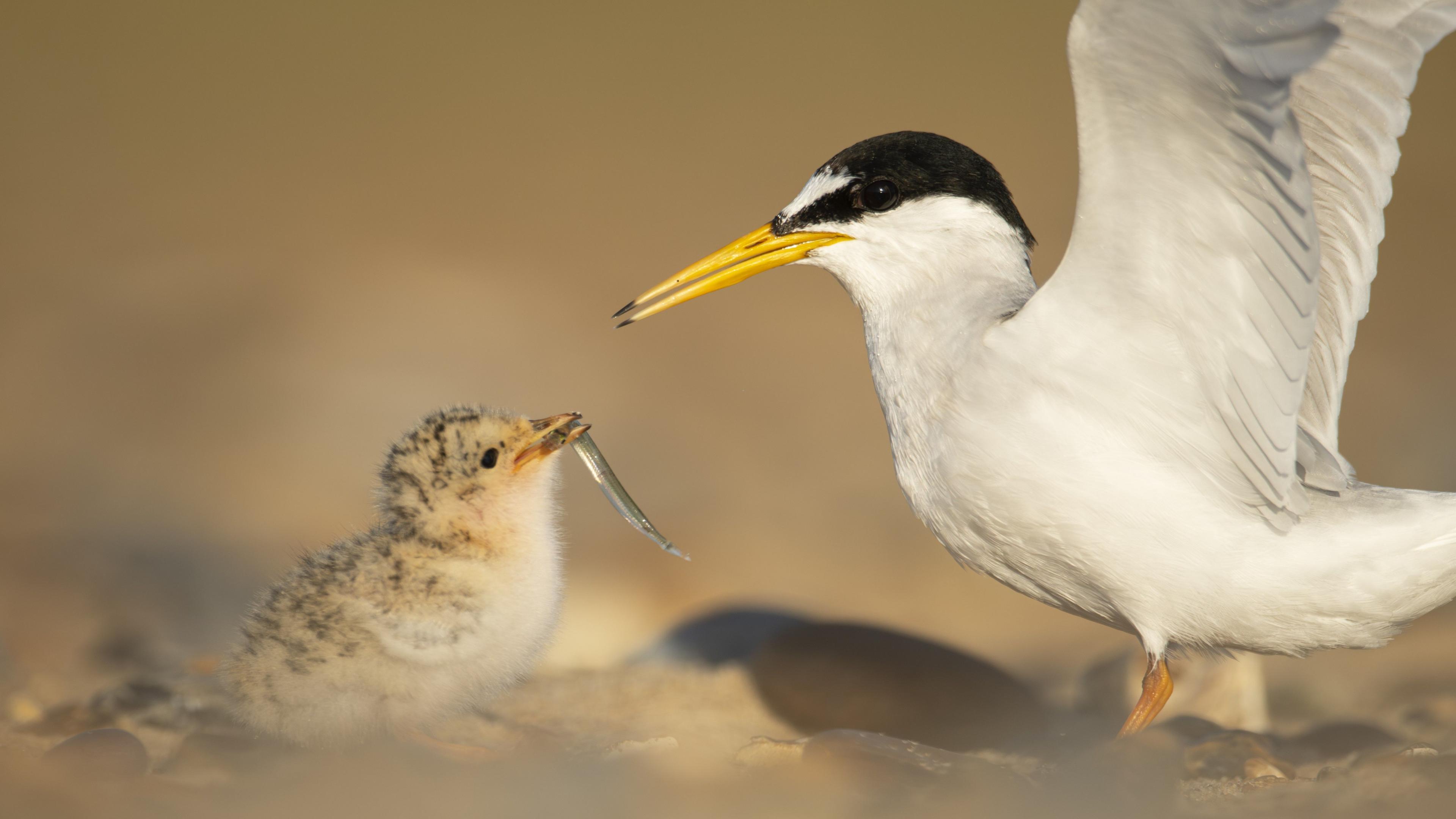 A white bird with a black head and yellow beak flaps its wings as it feeds a chick on the ground.