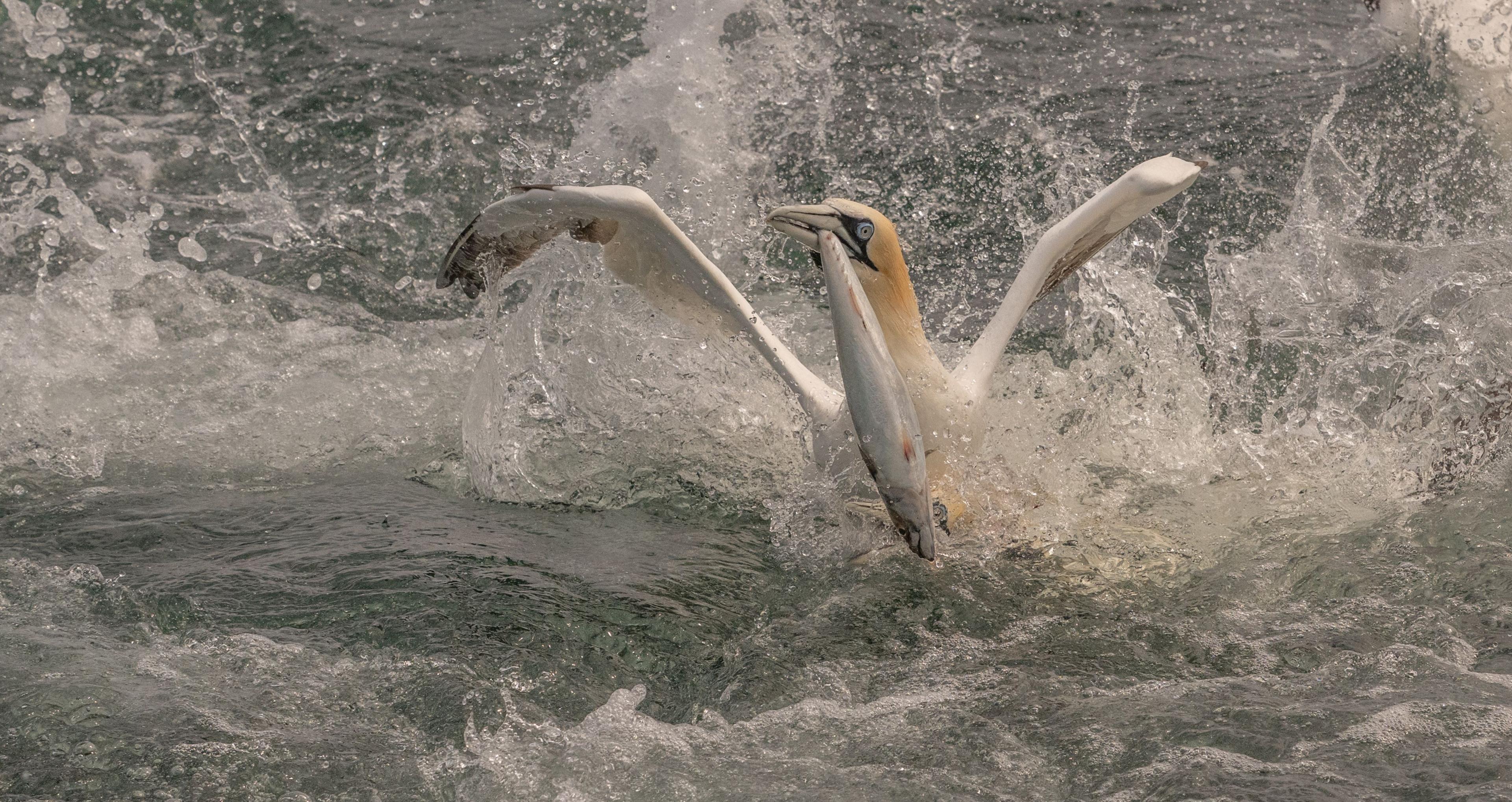 A gannet splashes about in the water holding a large fish in its beak