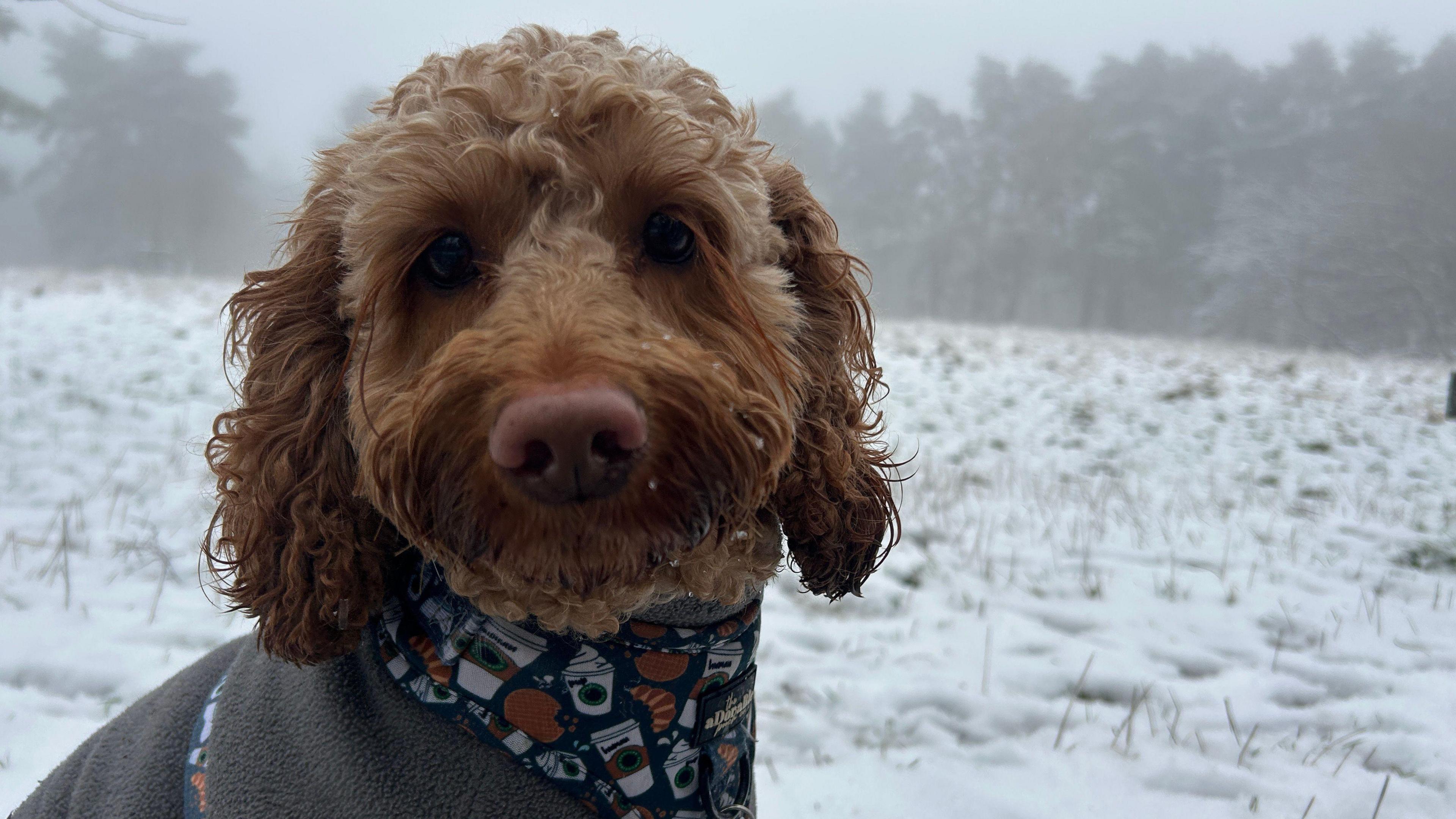 A brown Cockapoo in a coat and patterned bib looking at the camera while standing in a snowy field.