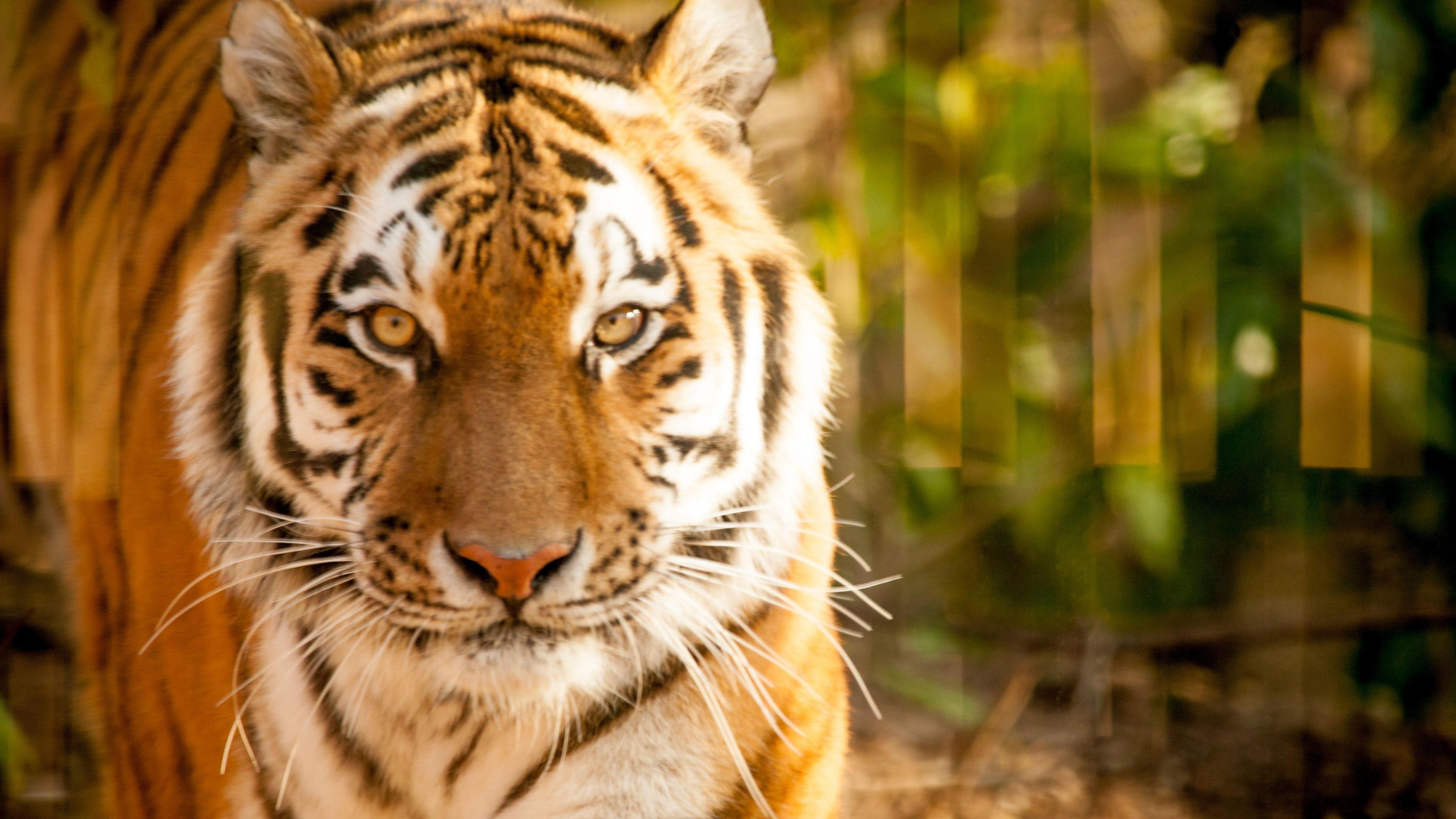 A close-up photo of Amur tiger Kalinka walking through what appears to be a forest-like enclosure. She is looking directly into the camera.