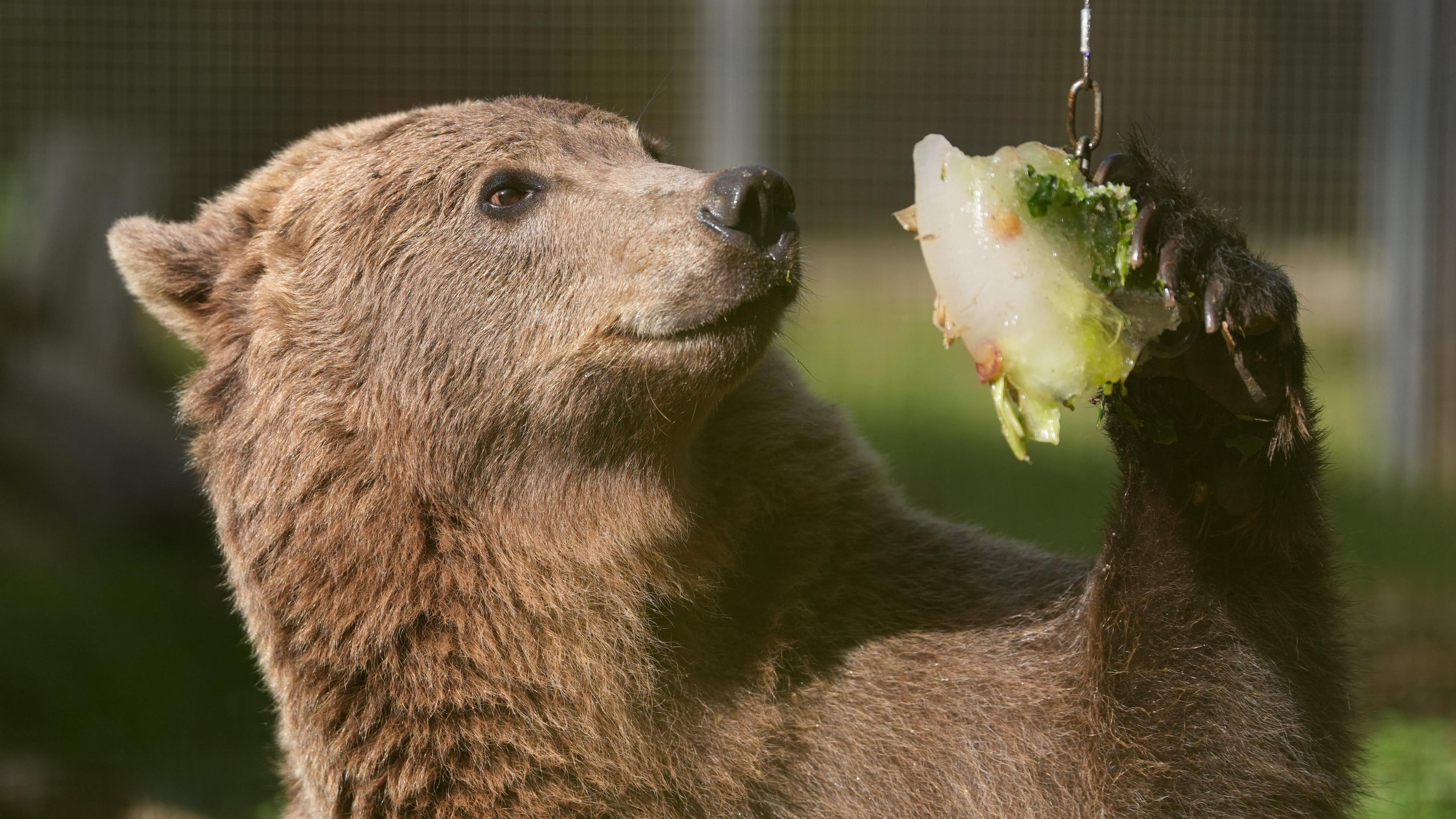 Boki, a brown bear at the Wildwood Trust, near Canterbury, Kent