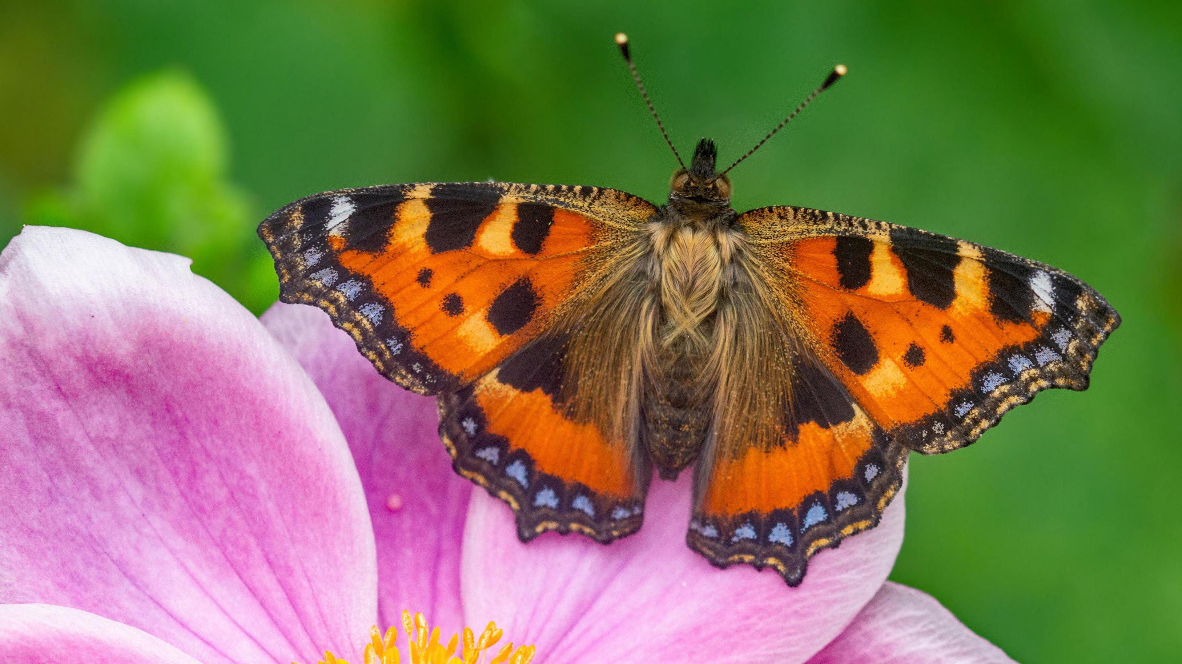 Small tortoiseshell butterfly on a flower