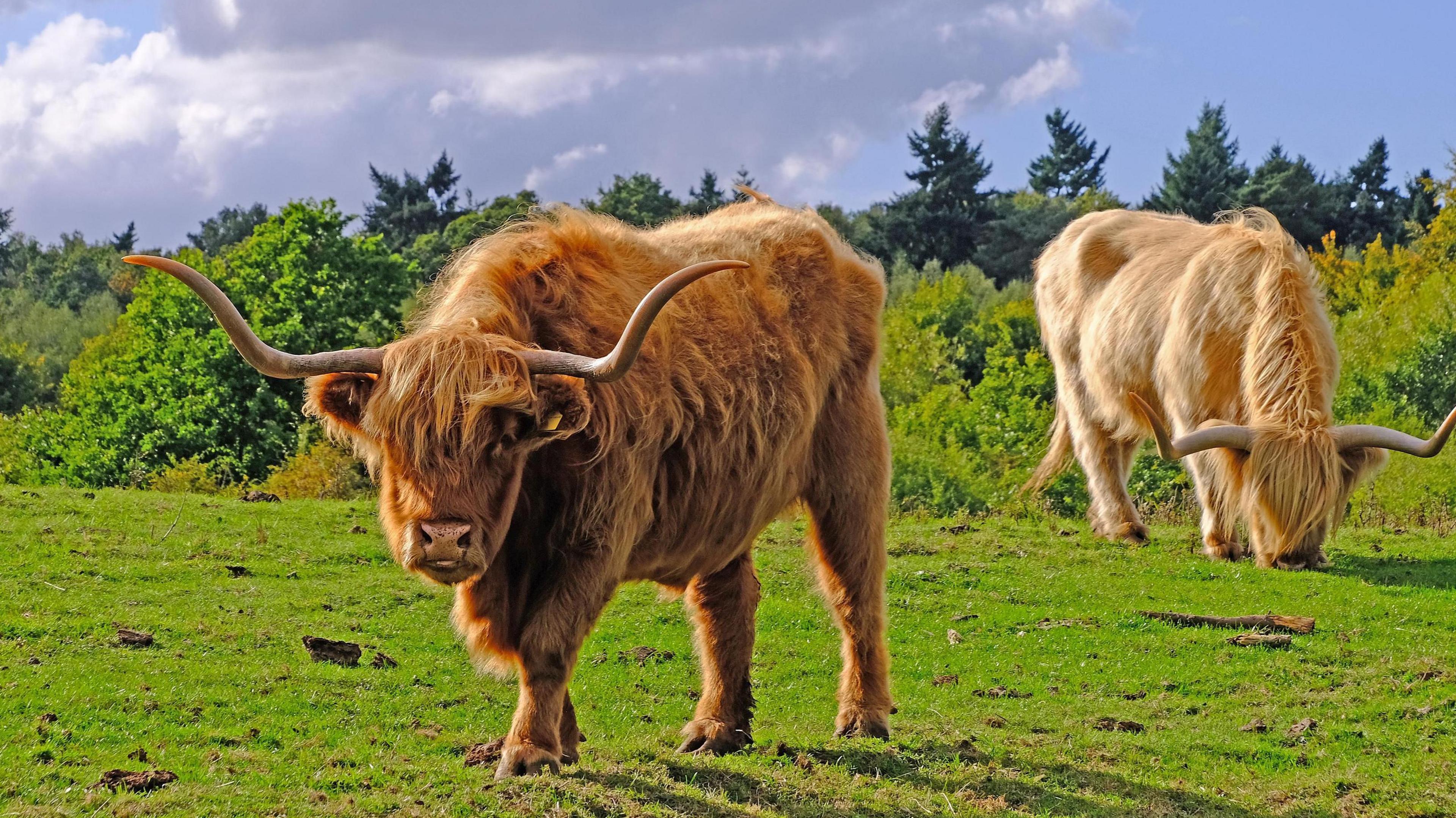 Two ginger coloured Highland cattle graze in a grass field. One looks toward the camera while the other behind it eats the grass.