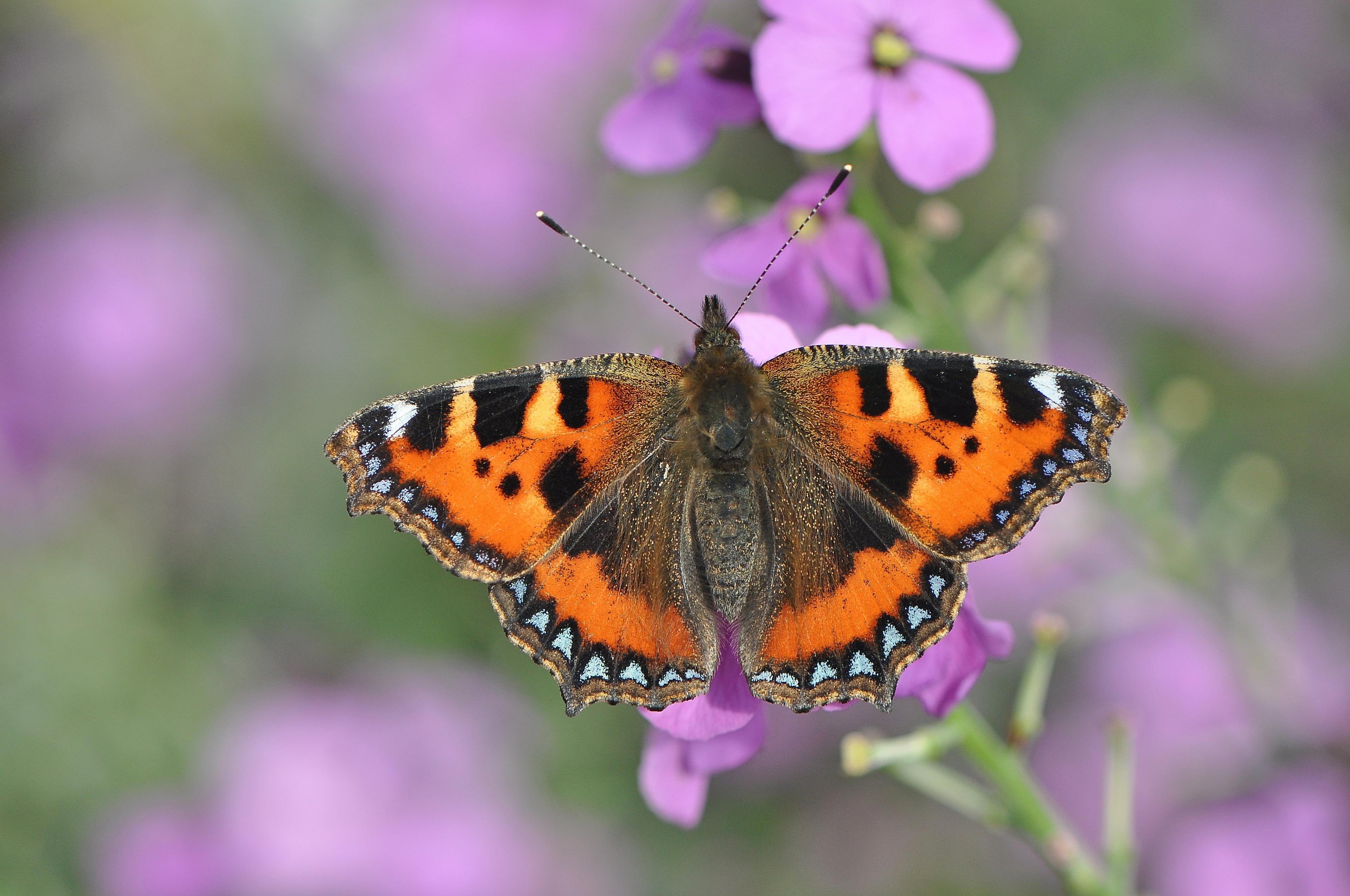 Butterfly on purple flower