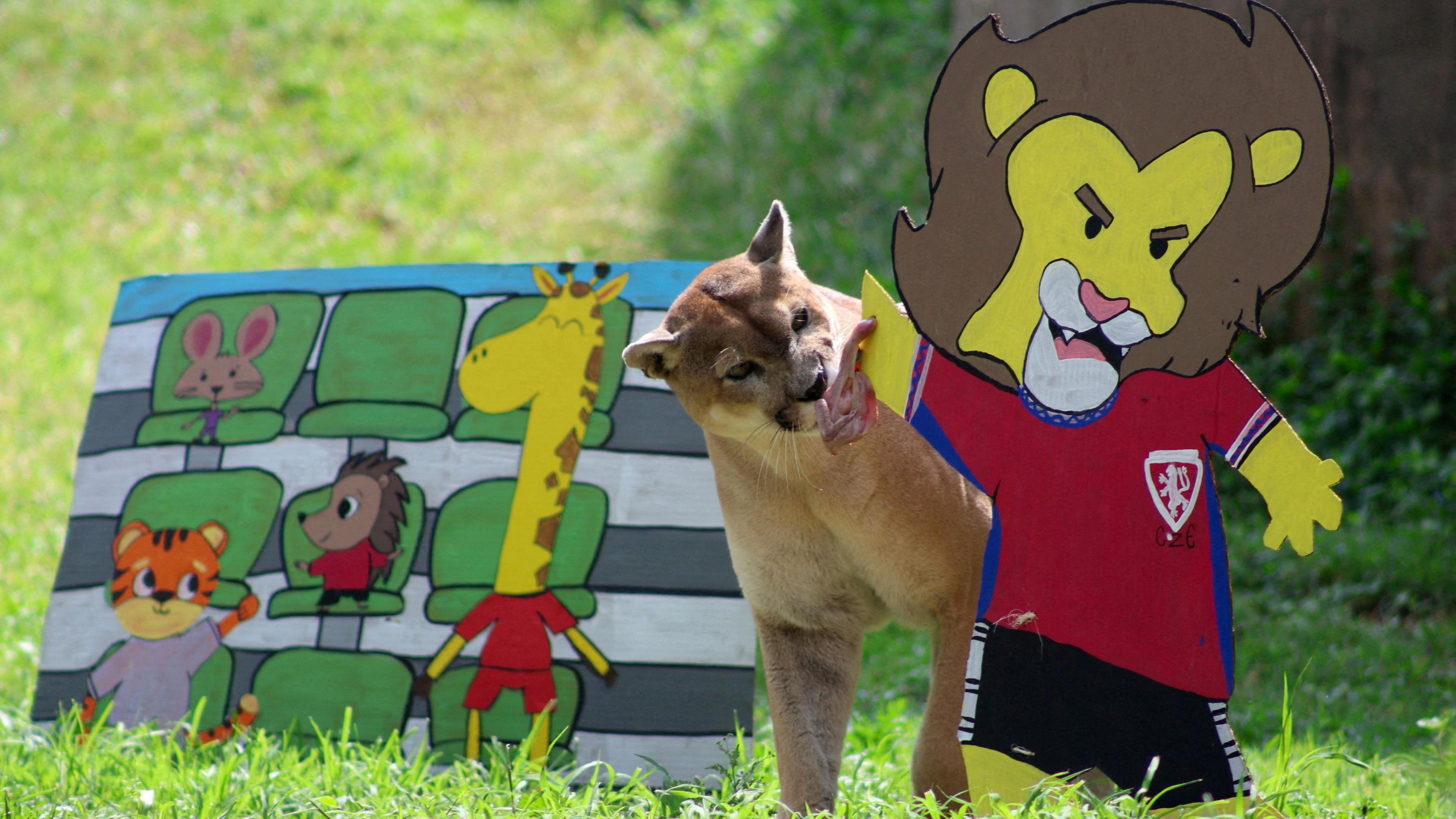 a puma eating meat from a cardboard cut out of a lion wearing a Czech Republic football shirt.