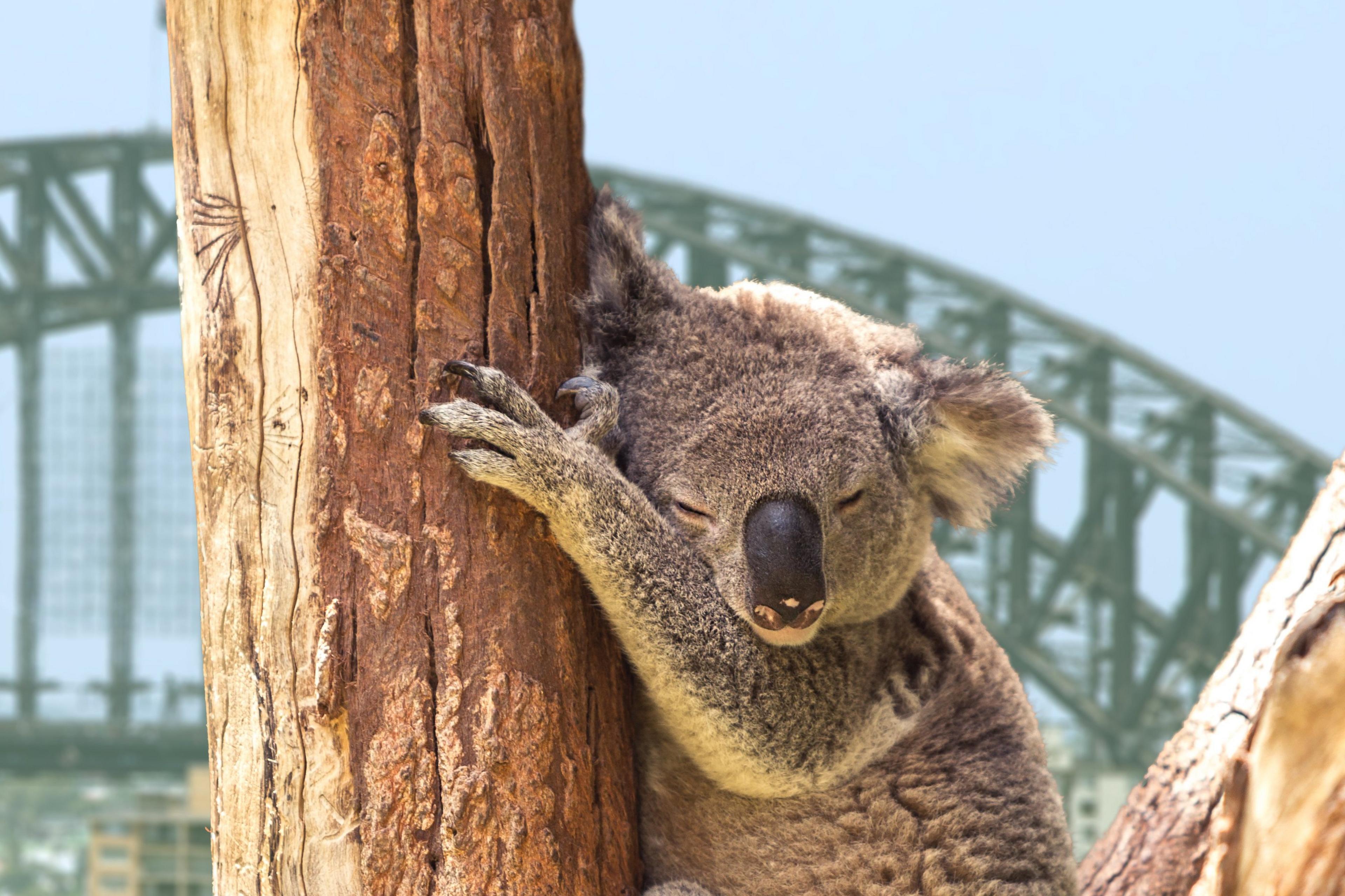 koala-in-tree-with-sydney-in-background