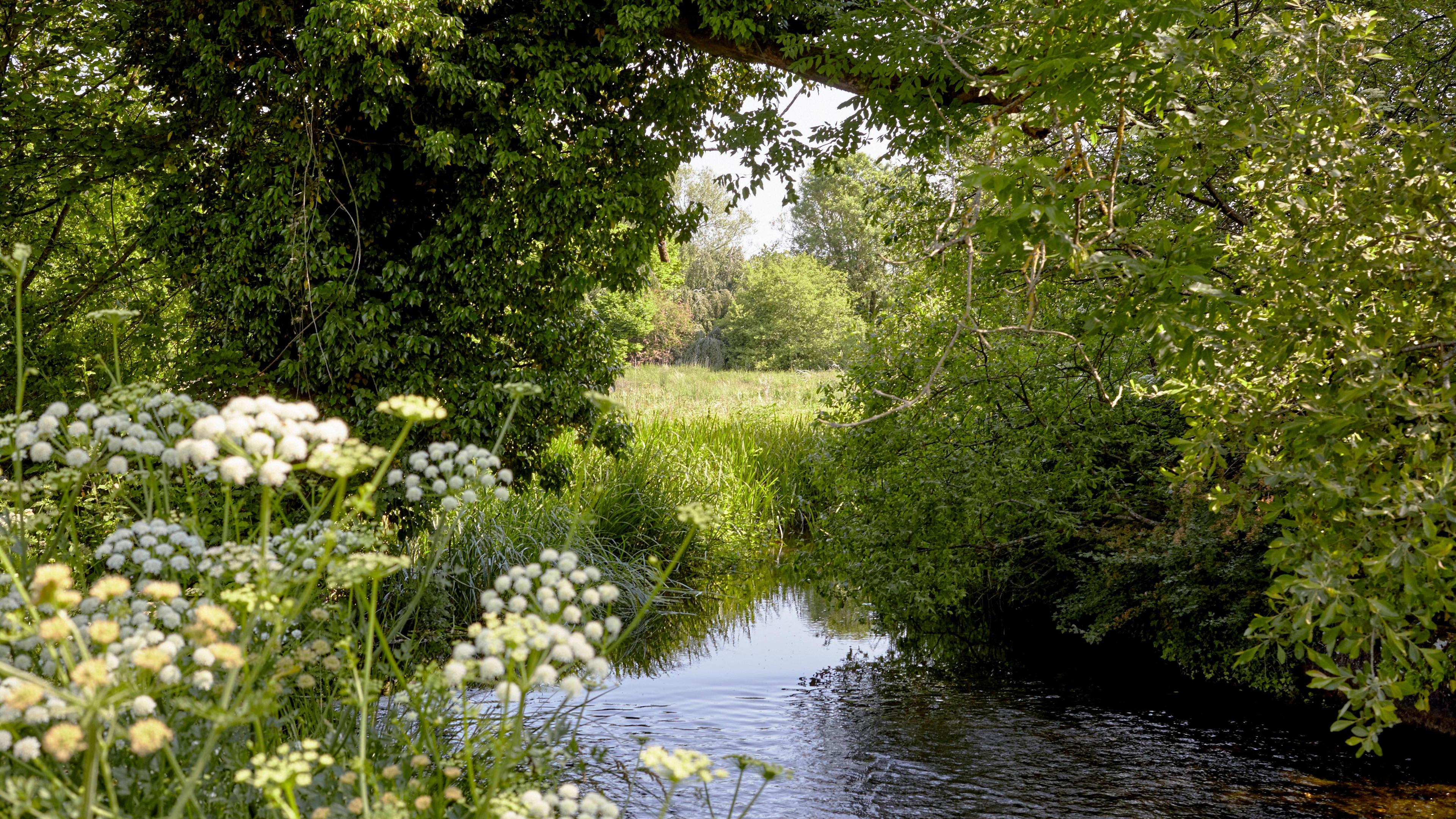 On a bright spring day, a clear chalk stream runs through the countryside, shaded by bushes growing on the grassy riverbanks. In the distance lies a field bathed in sunlight.