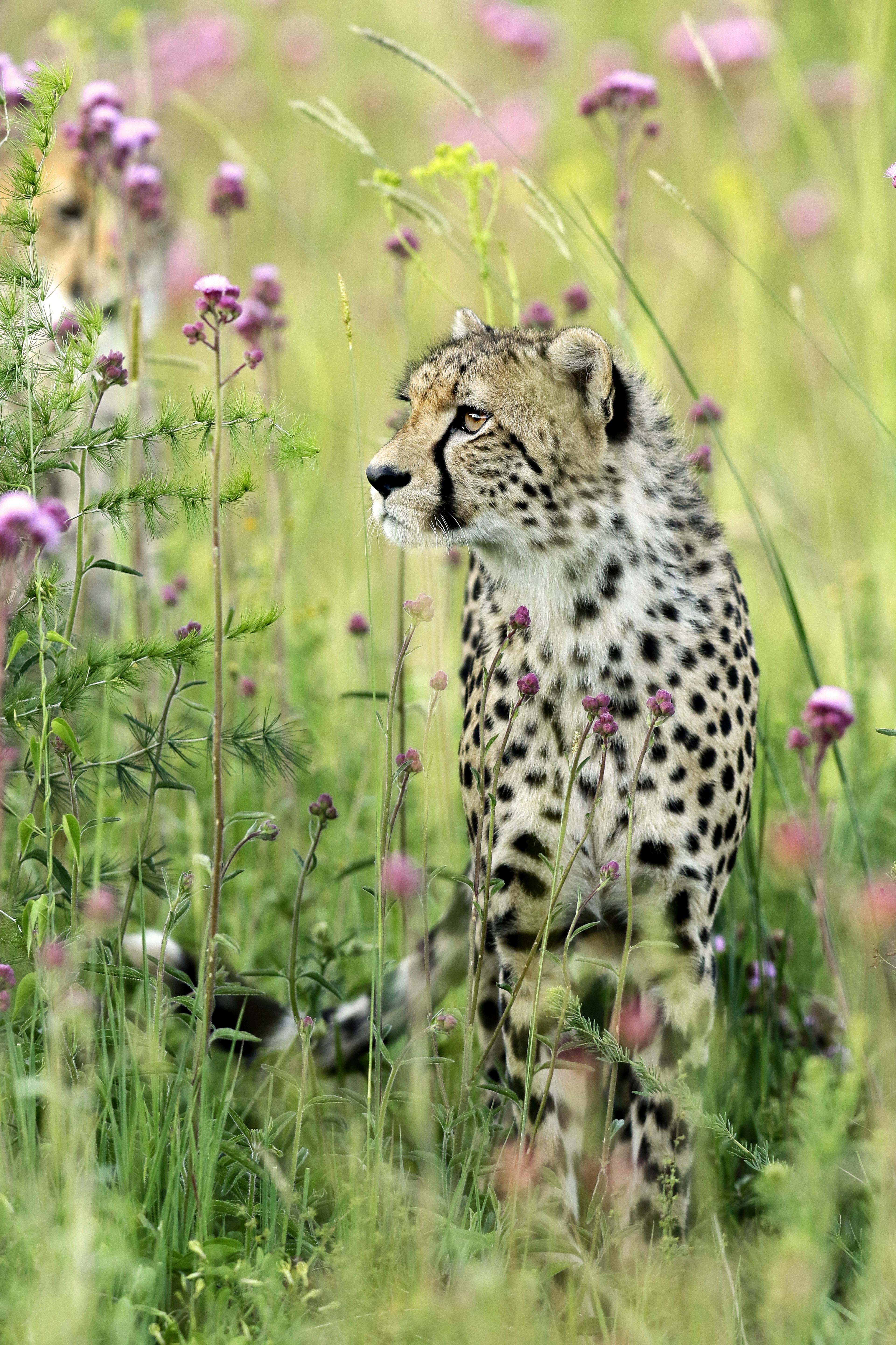 cheetah-in-purple-flowers