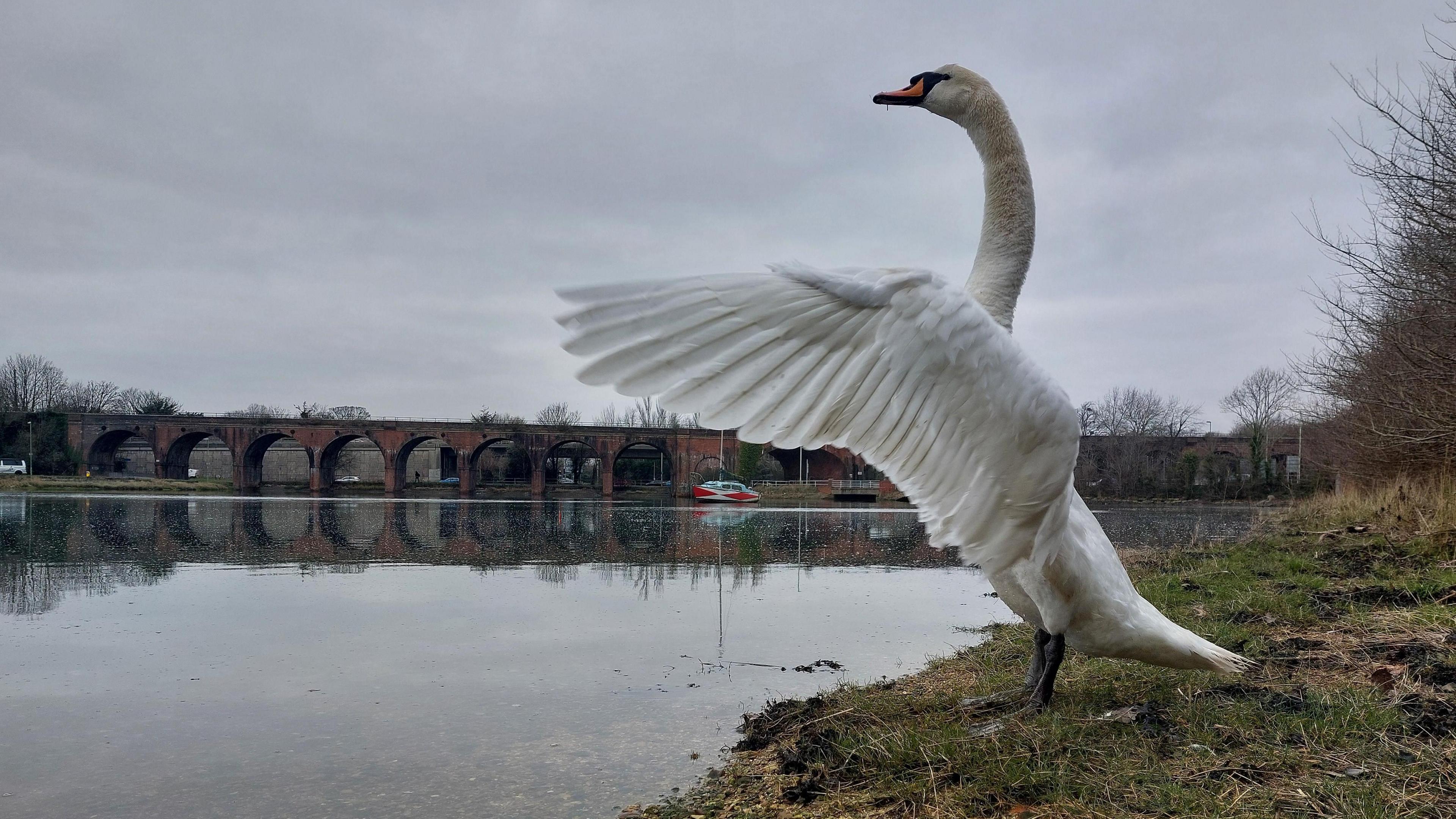 A swan stands tall with its wings raised and the feathers splayed out. The swan is stood on the bank of the river. In the distance you can see a brick arch bridge. The sky overhead is full of grey clouds. 