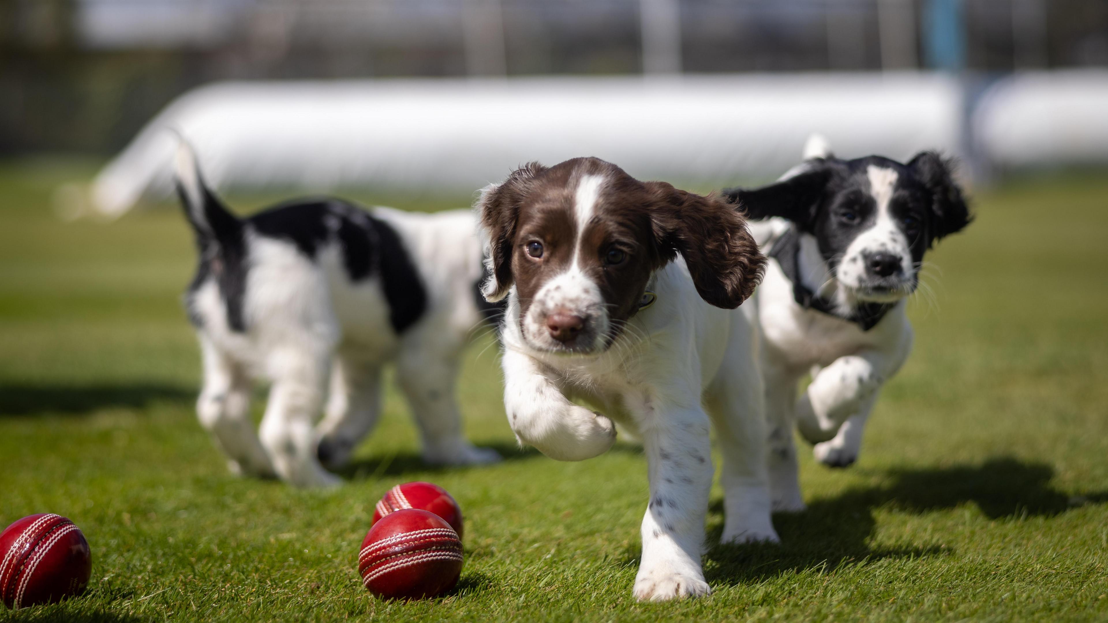 Puppies playing with ball