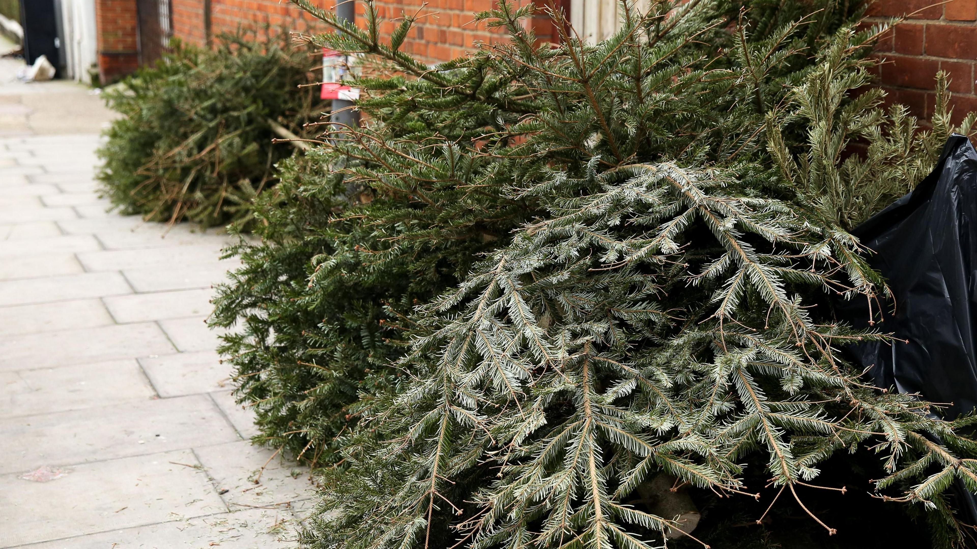 Christmas trees lying on a pavement outside a home.