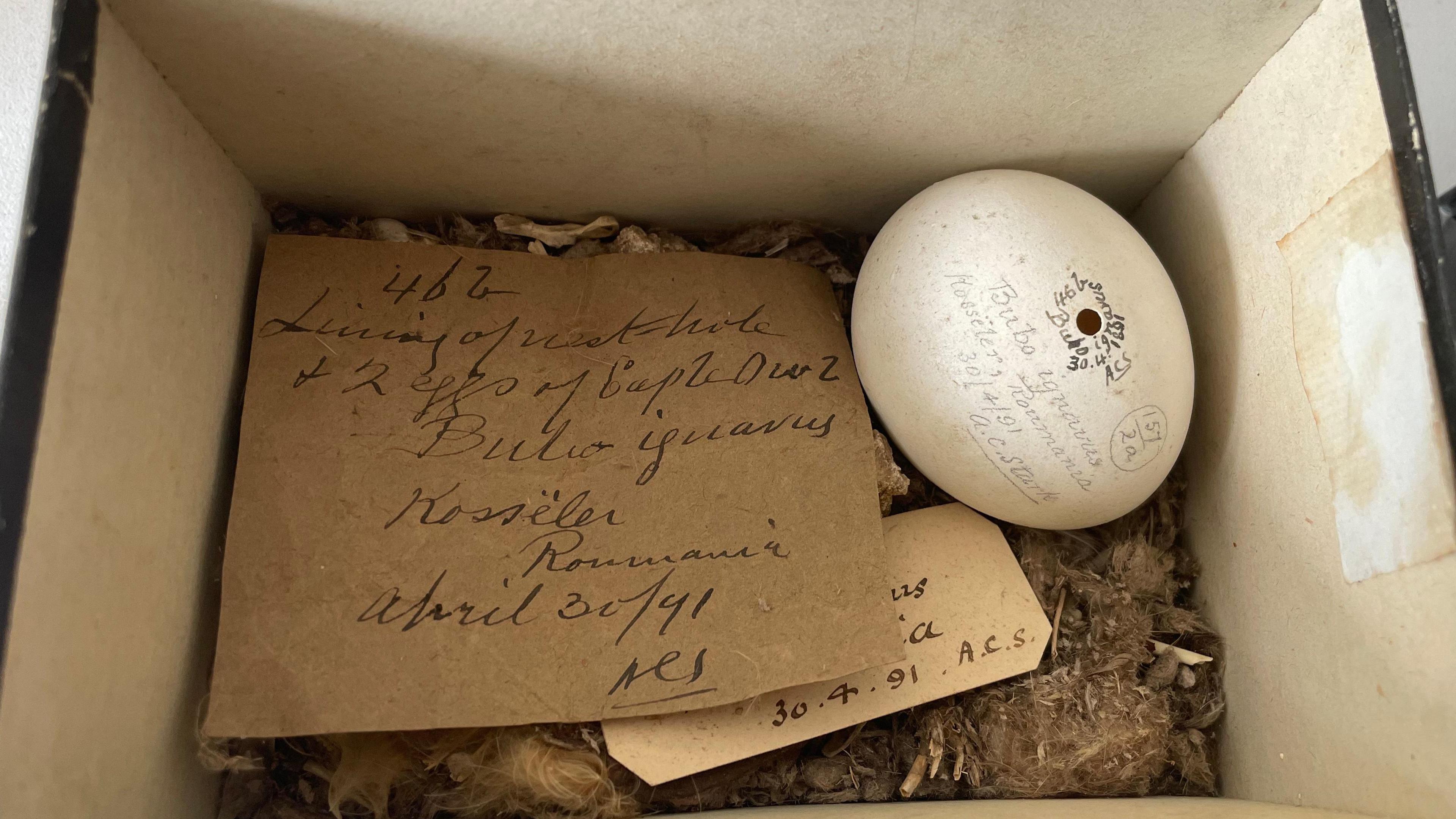 A large white egg is pictured inside a box. Beside it is a handwritten note on brown paper identifying the egg as that of a Bubo Ignavus.