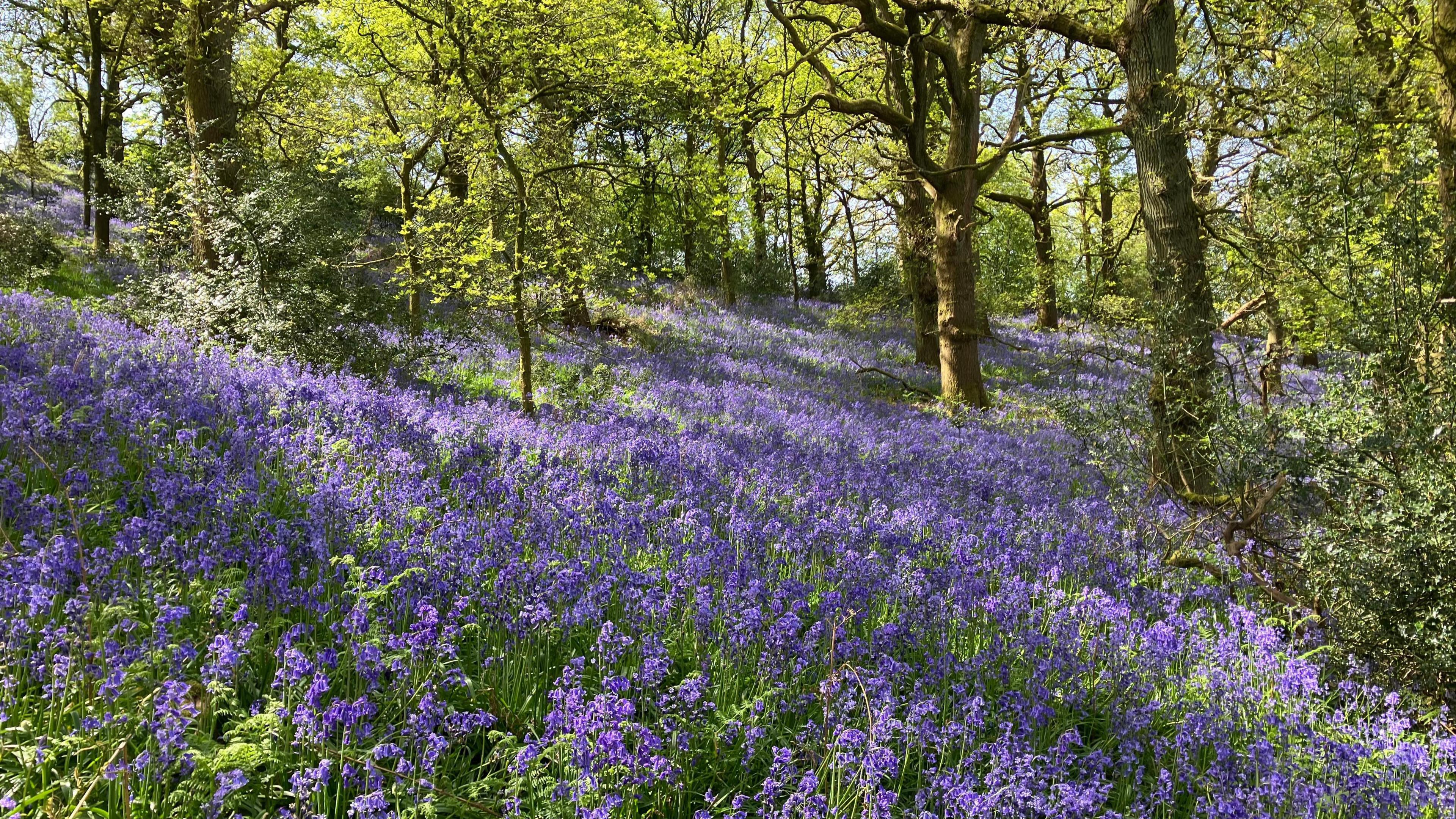 Bluebells meadow