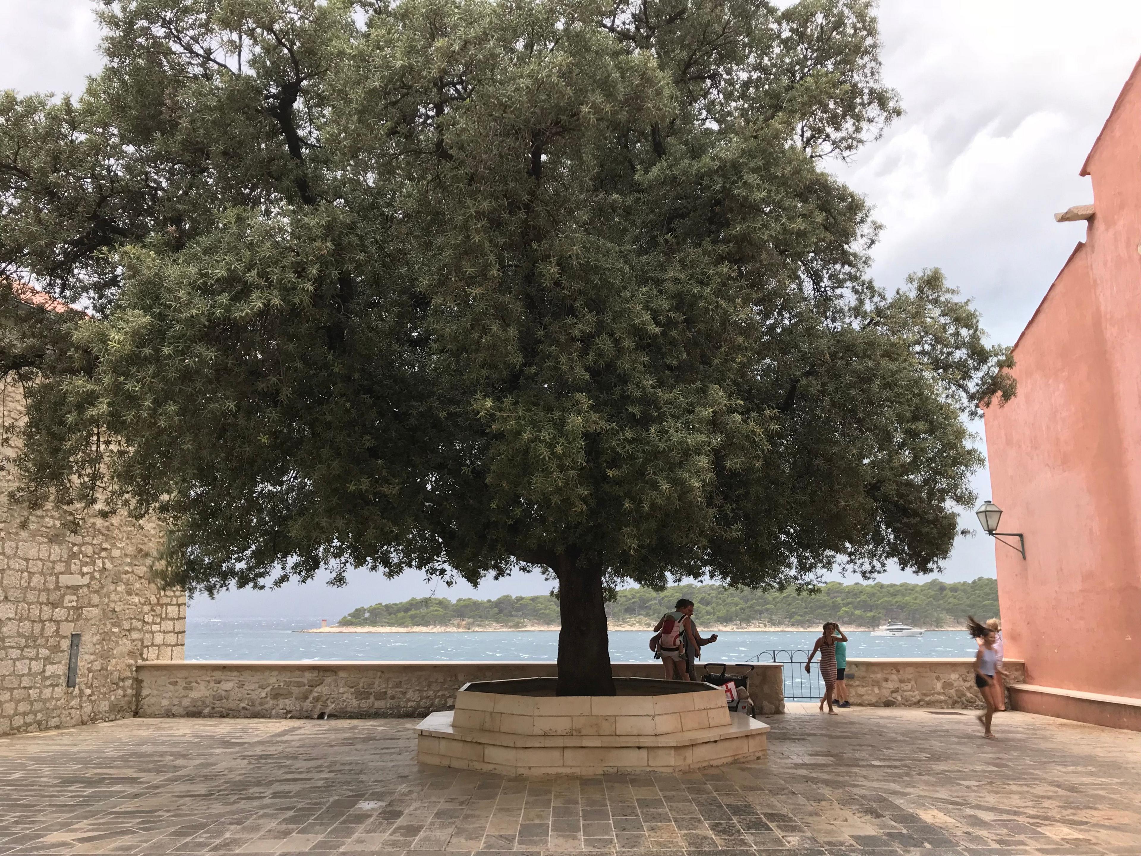 A Holm Oak with dense, dark green foliage stands in a paved courtyard near the sea, surrounded by historic stone and plaster buildings. A circular bench surrounds its trunk, while people walk and relax in the shaded area with a view of the water.