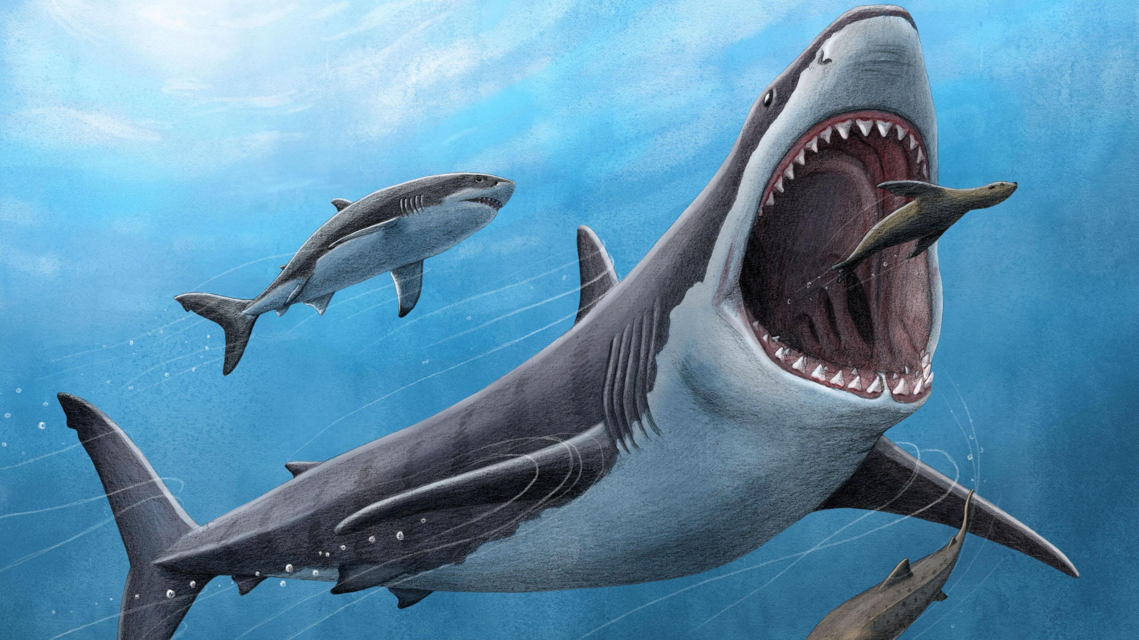 An artists impression of a megalodon shark. It chases a seal with its mouth wide open.
