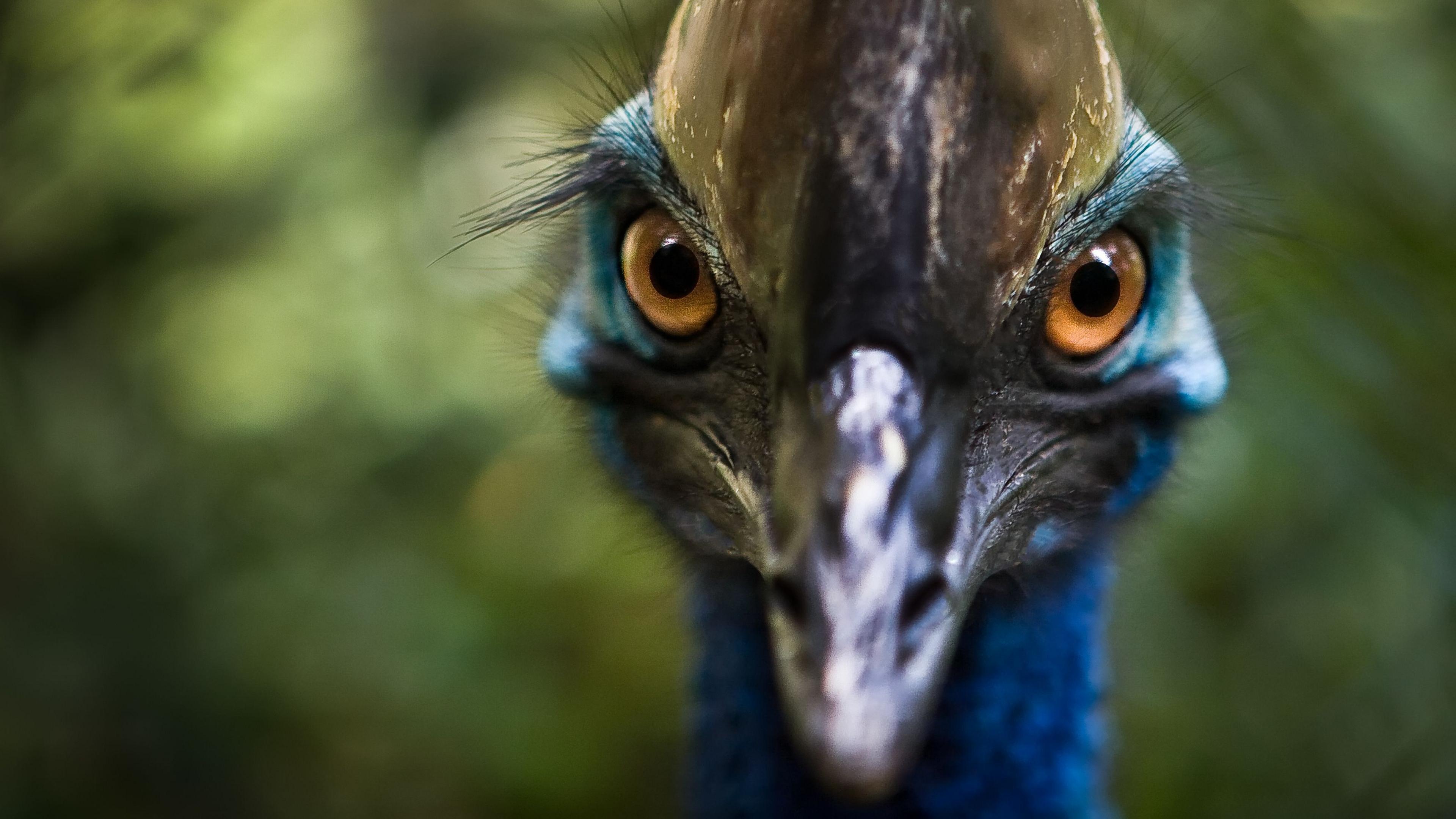 close up of southern cassowary 