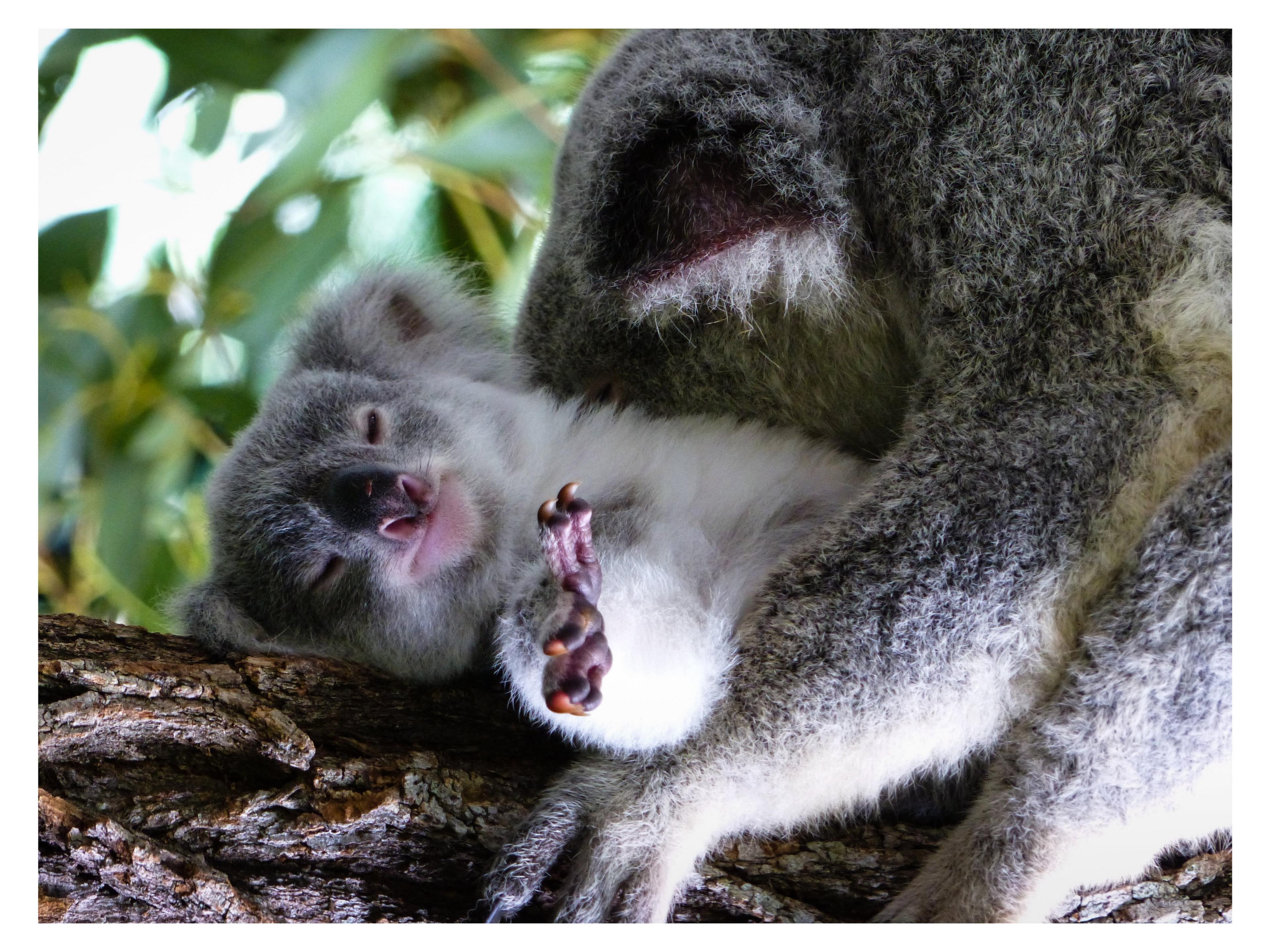 baby-koala-in-a-tree