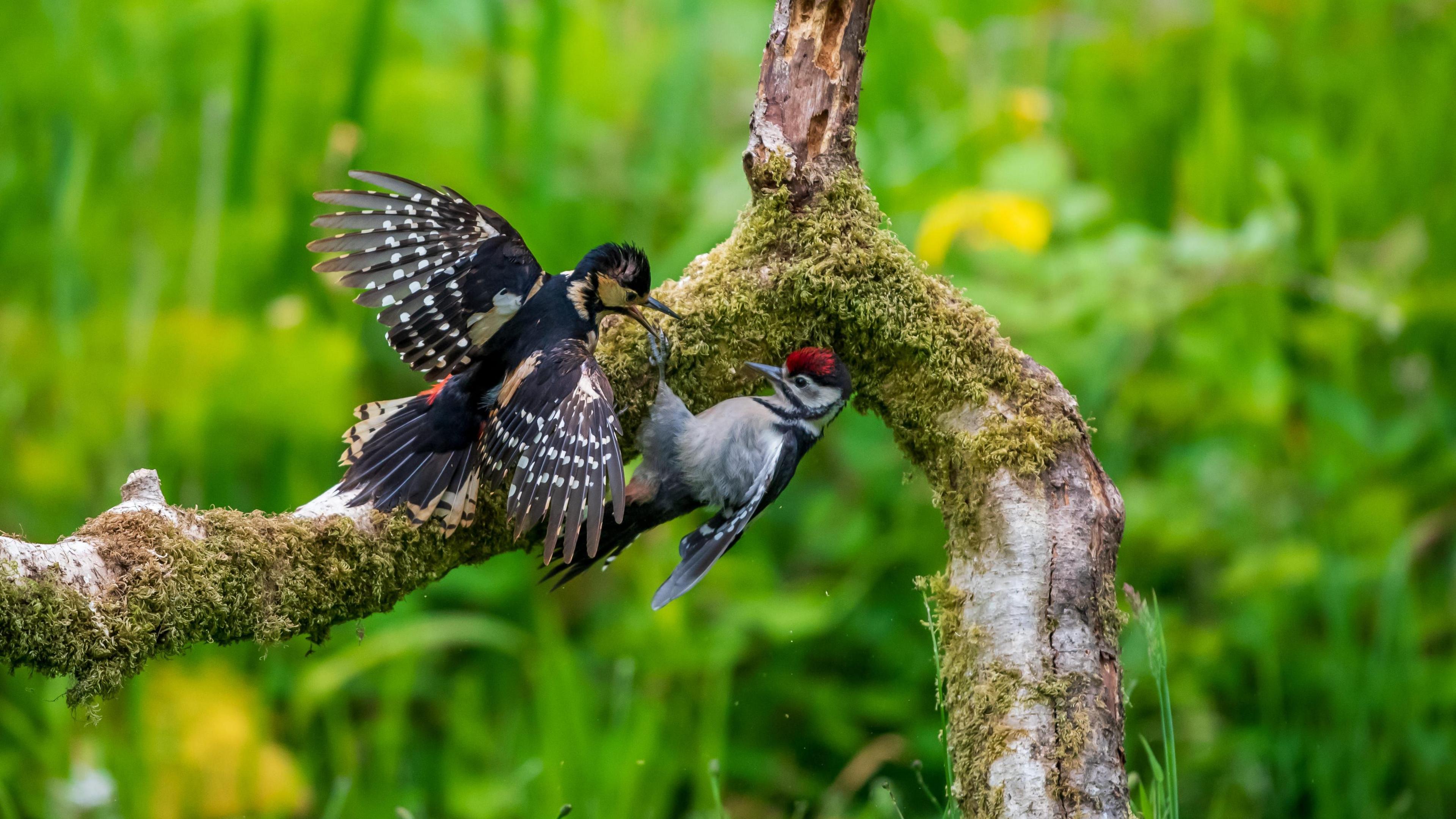 Great spotted woodpeckers bickering on a tree branch, with greenery in the background.