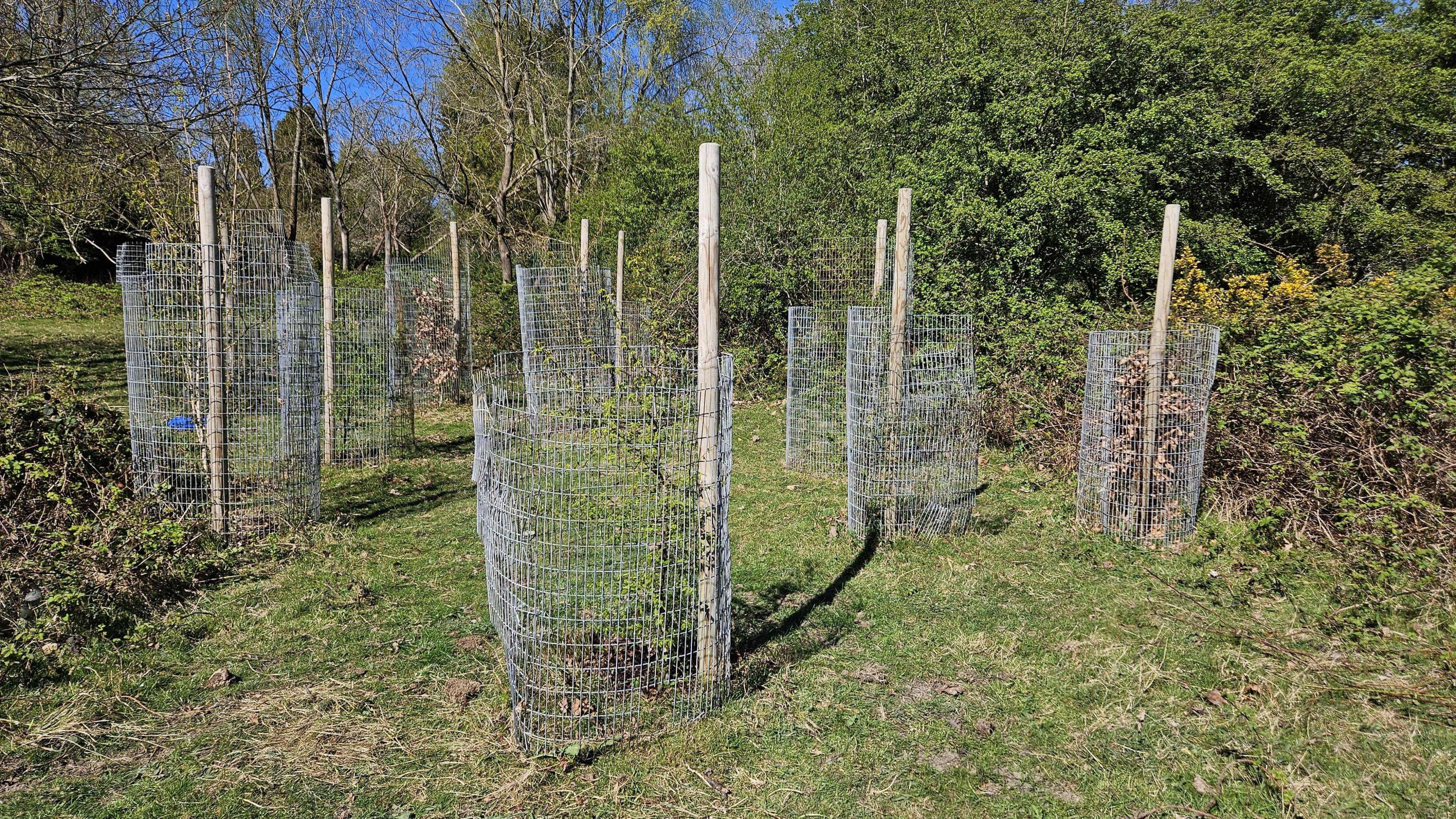 The young trees surrounded by metal protectors.