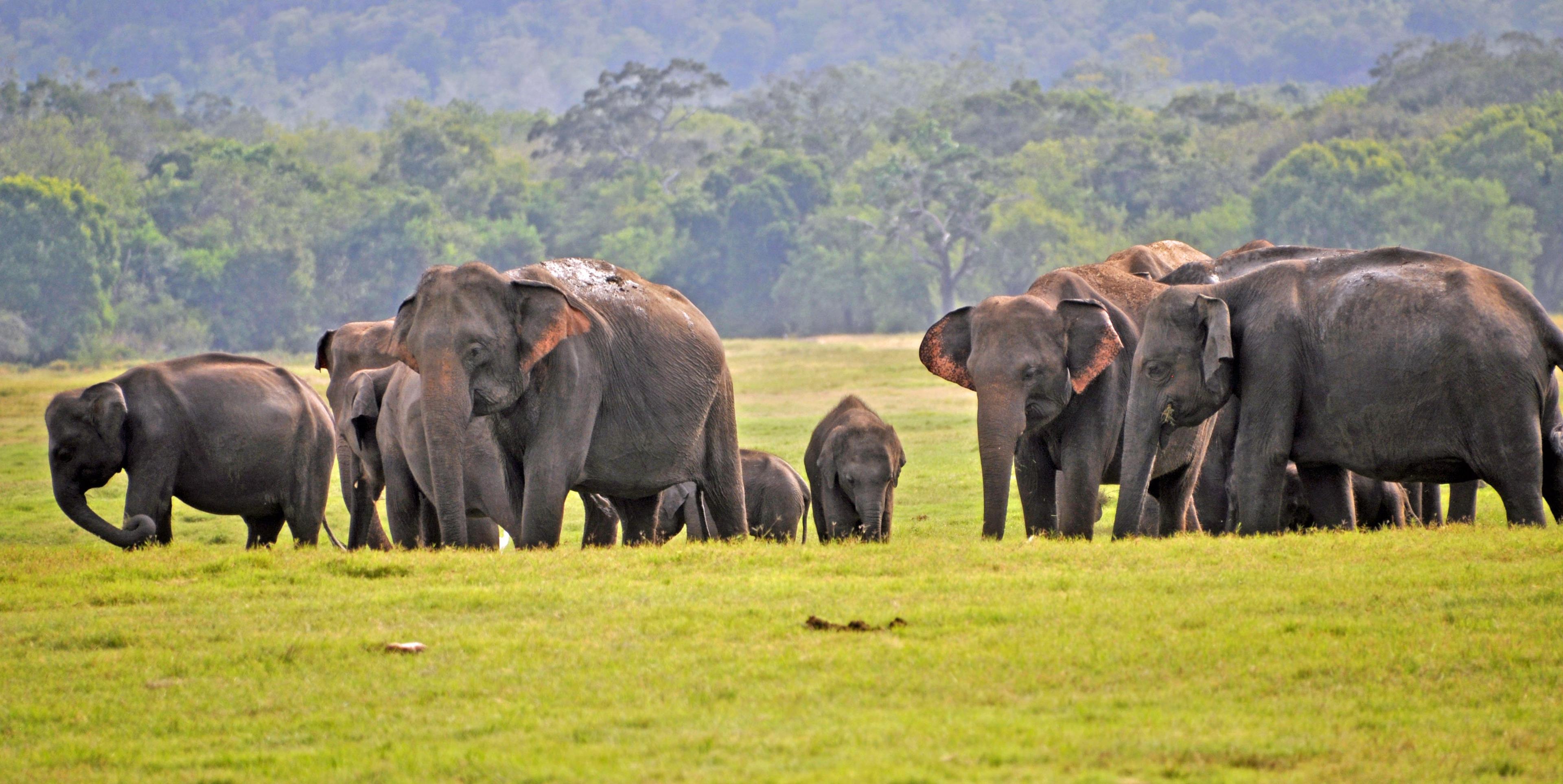 Kaudulla National Park in central Sri Lanka, August 2019.